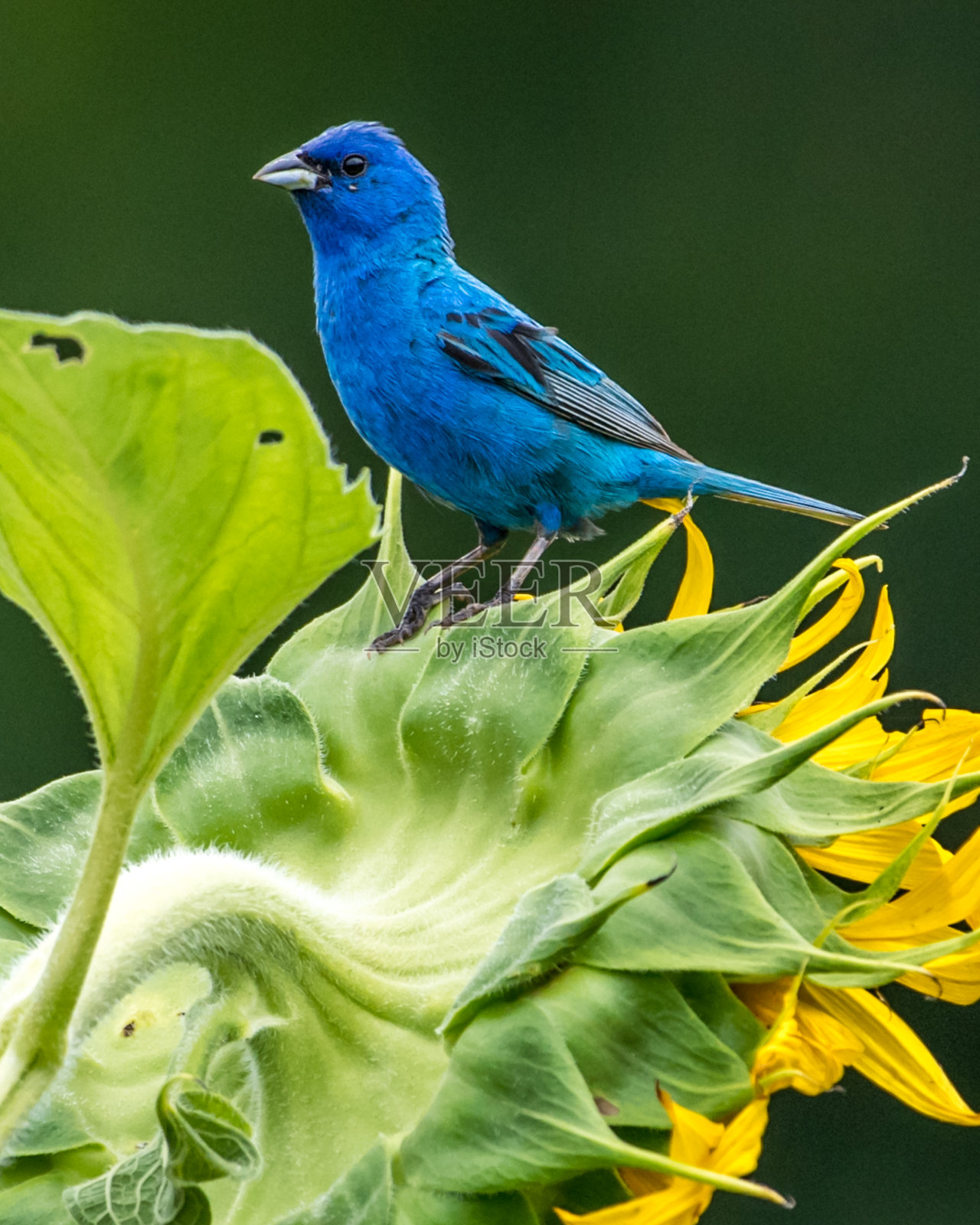 向日葵上的靛蓝鹀鸟照片摄影图片