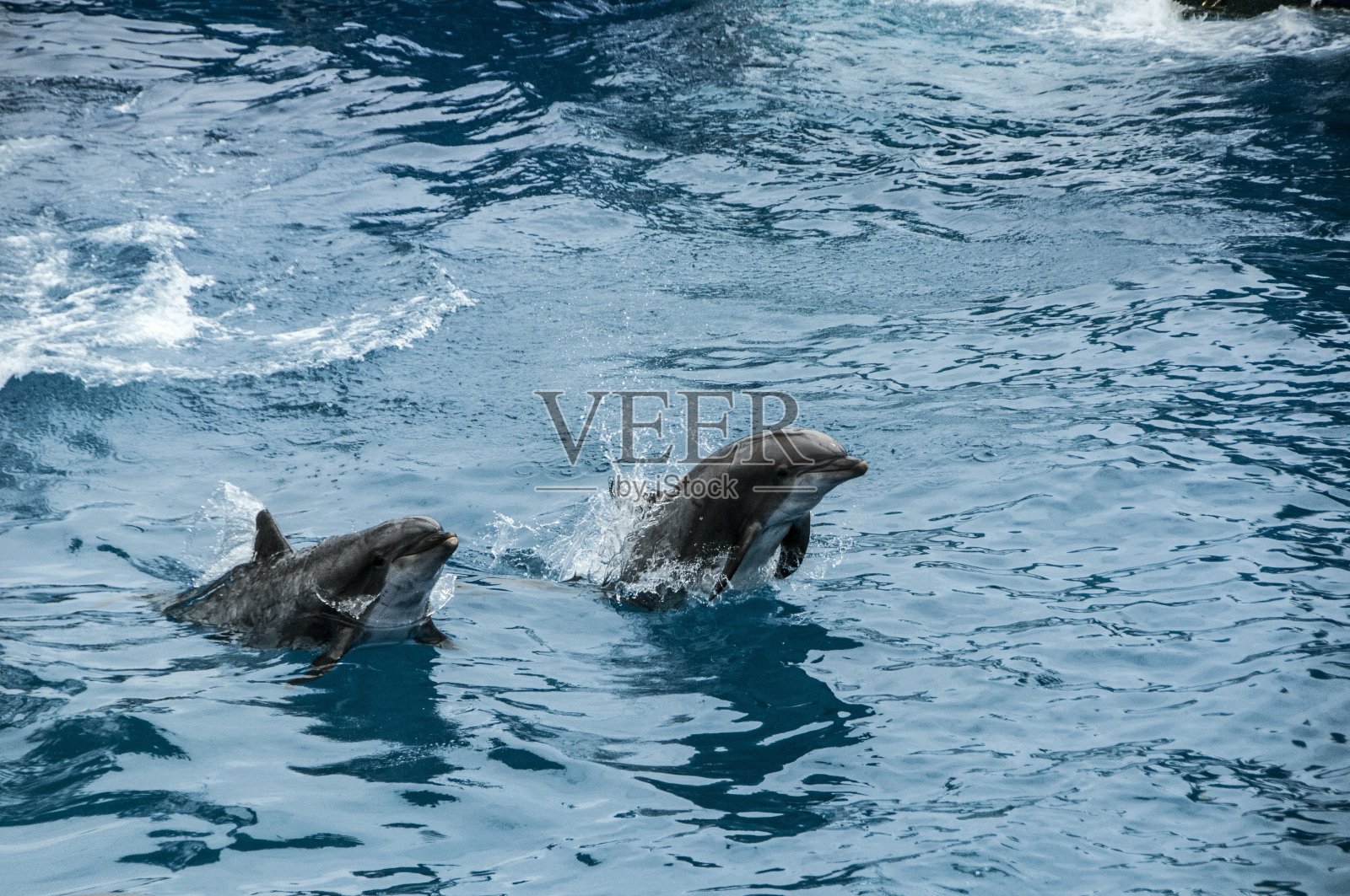 海豚照片摄影图片