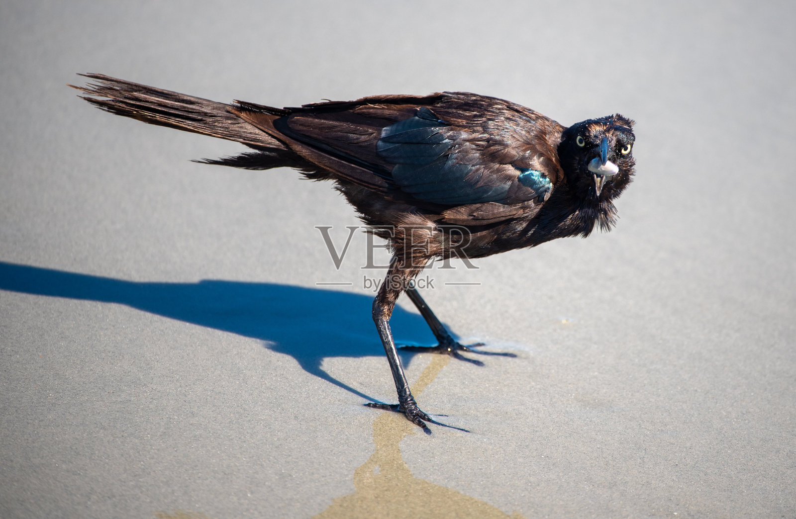 棕色，黑色和蓝色的鸟在海滩照片摄影图片