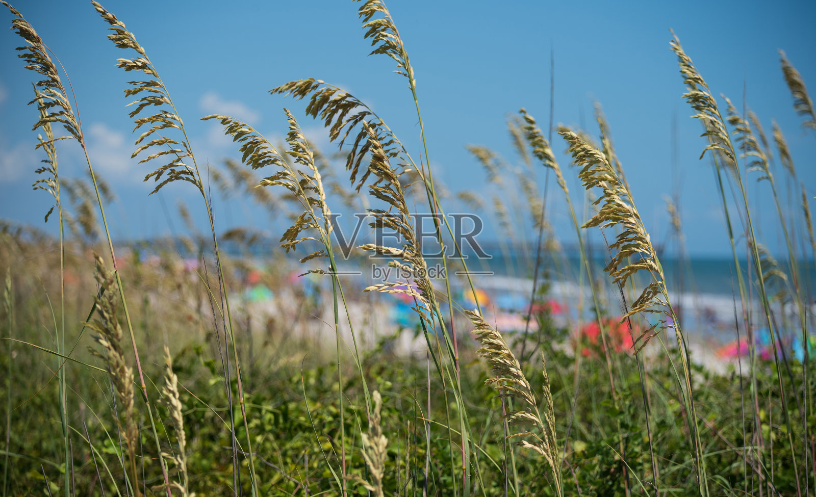 海滩上的海燕麦和乐趣照片摄影图片