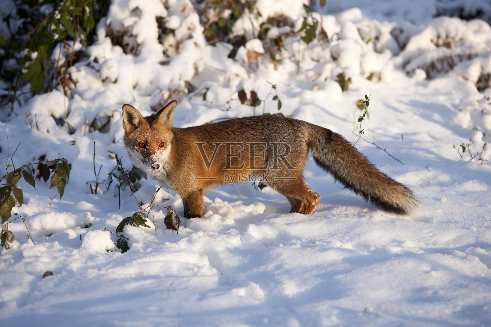 红狐，秃鹫，成年站在雪地上，诺曼底照片摄影图片