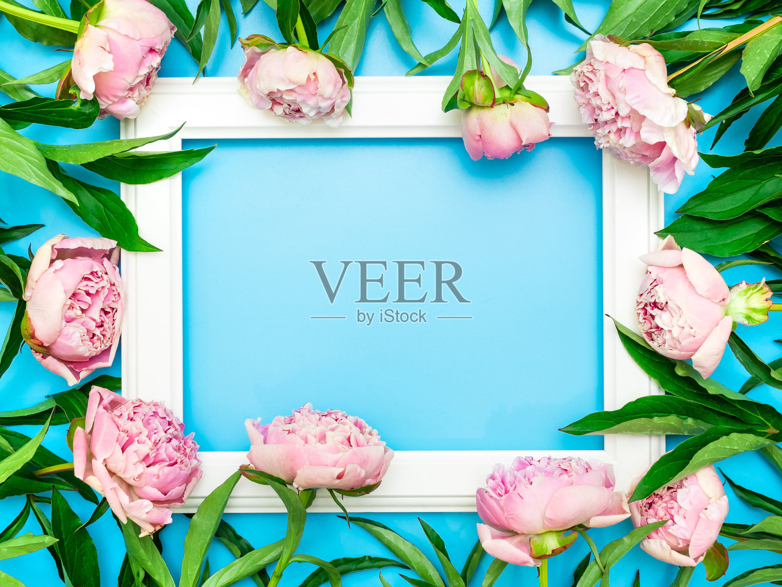 白色的框架被美丽的粉红色牡丹环绕在蓝色背景上，俯视图，复制空间，平铺。贺卡模型，节日或婚礼邀请函。明亮的夏花概念照片摄影图片