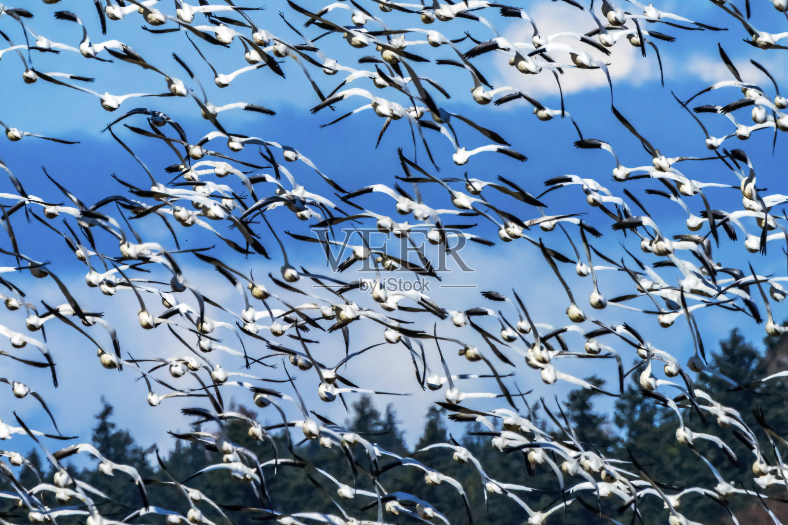 数千只雪雁在华盛顿斯卡吉特山谷飞翔照片摄影图片