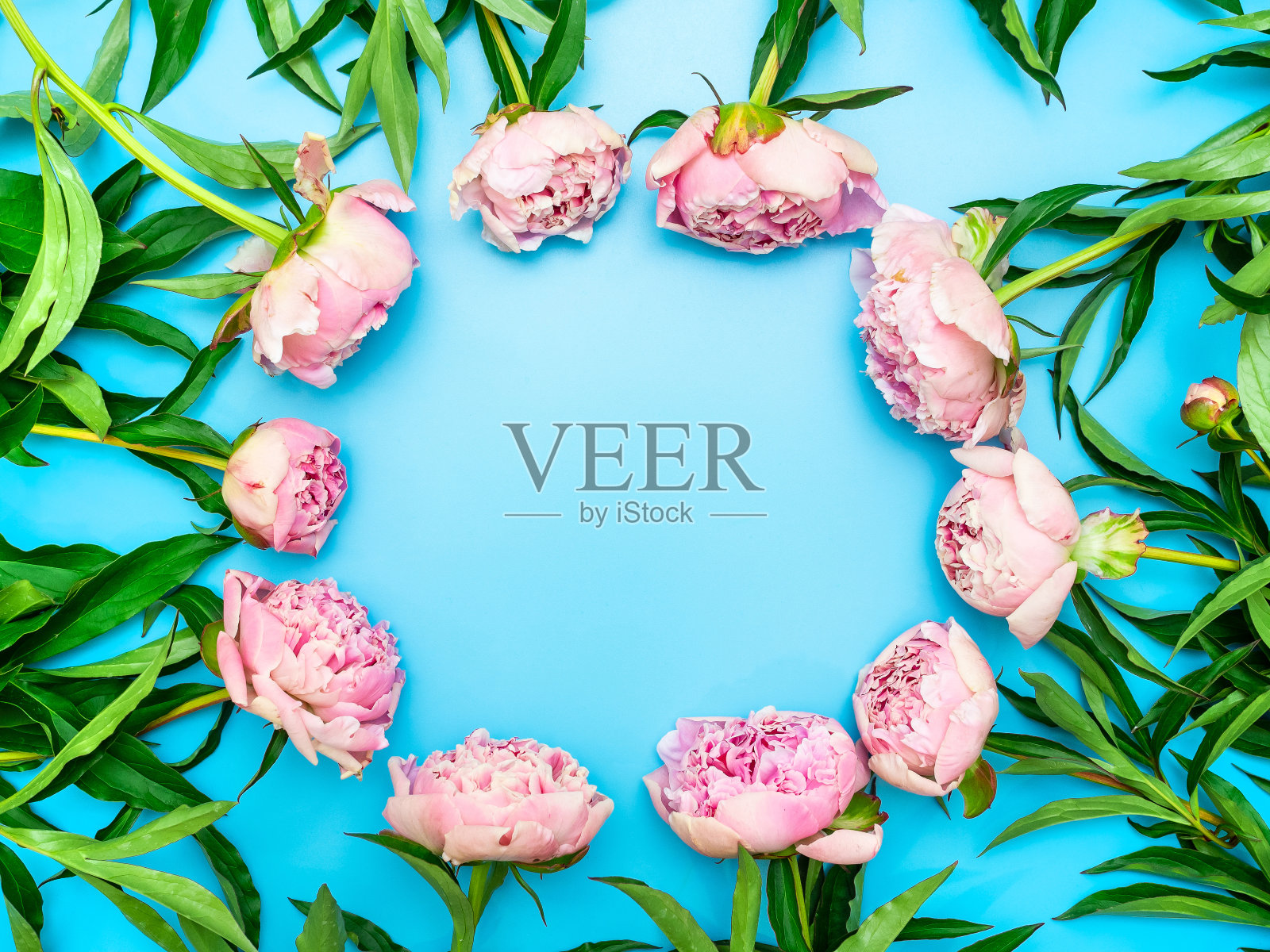 花框架的粉红色牡丹与绿色的叶子在一个蓝色的背景，俯视图，模型，复制空间，平铺。精致的插花，明信片布局与文字空间。设计师空白照片摄影图片