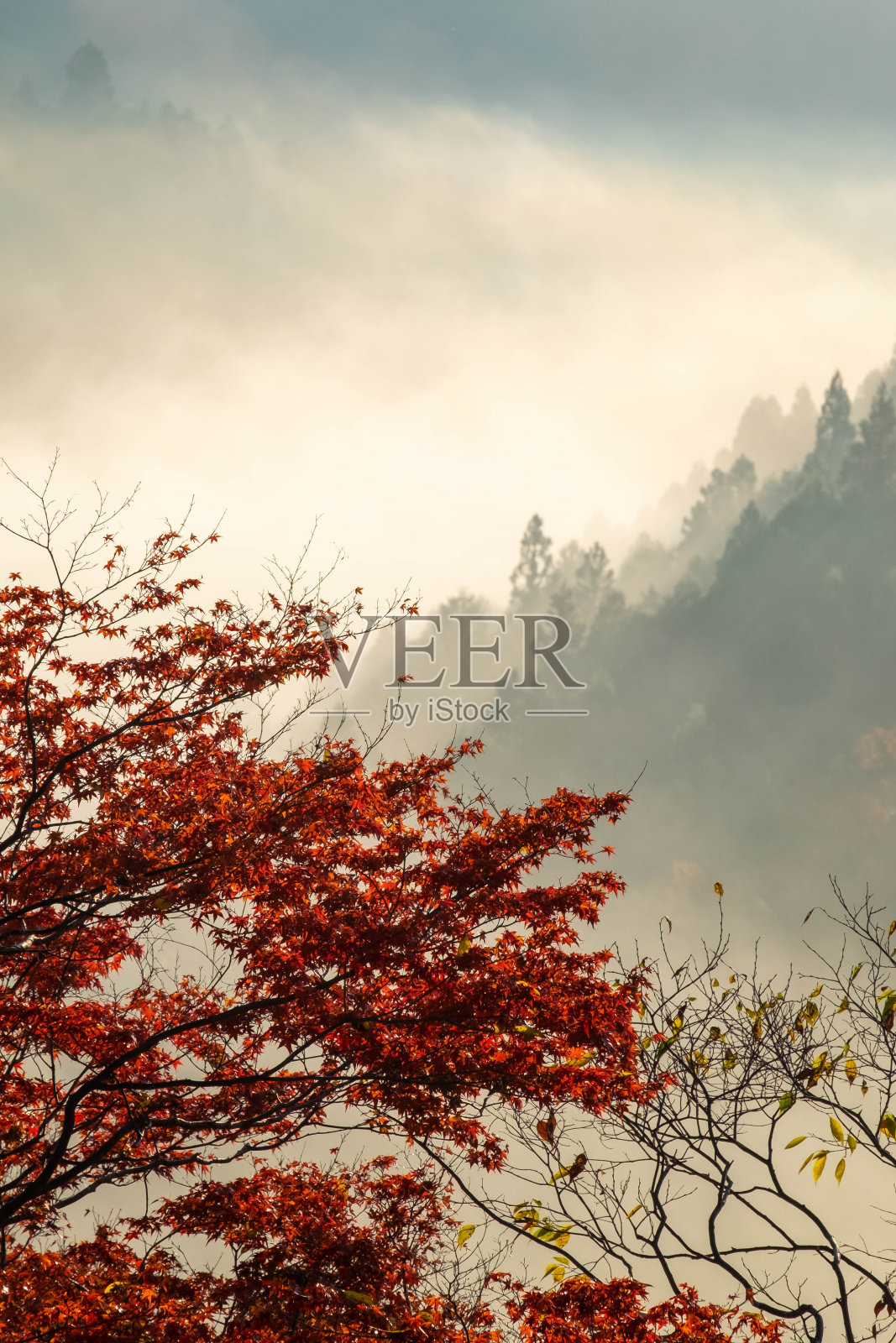 晨光中的黄雾和红叶照片摄影图片