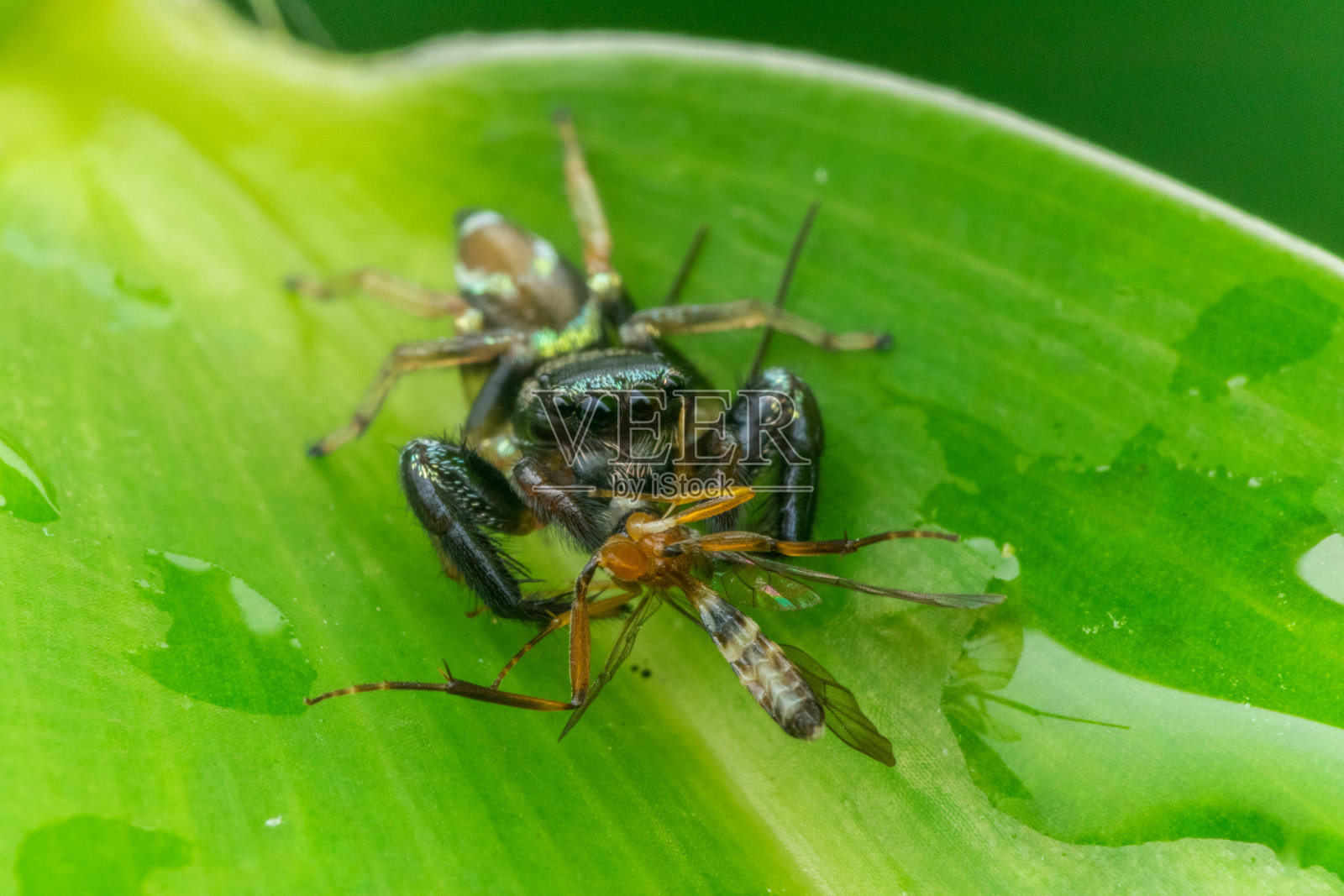 一只蜘蛛在吃绿叶上的昆虫照片摄影图片