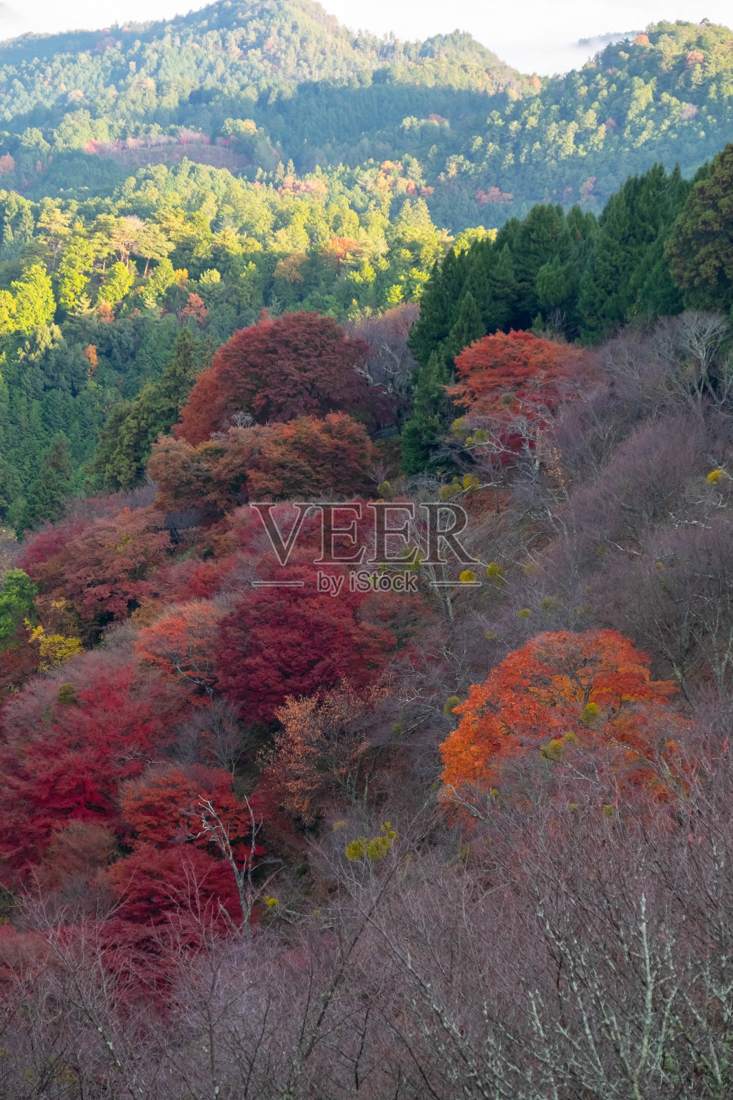 山上有各种颜色的叶子照片摄影图片