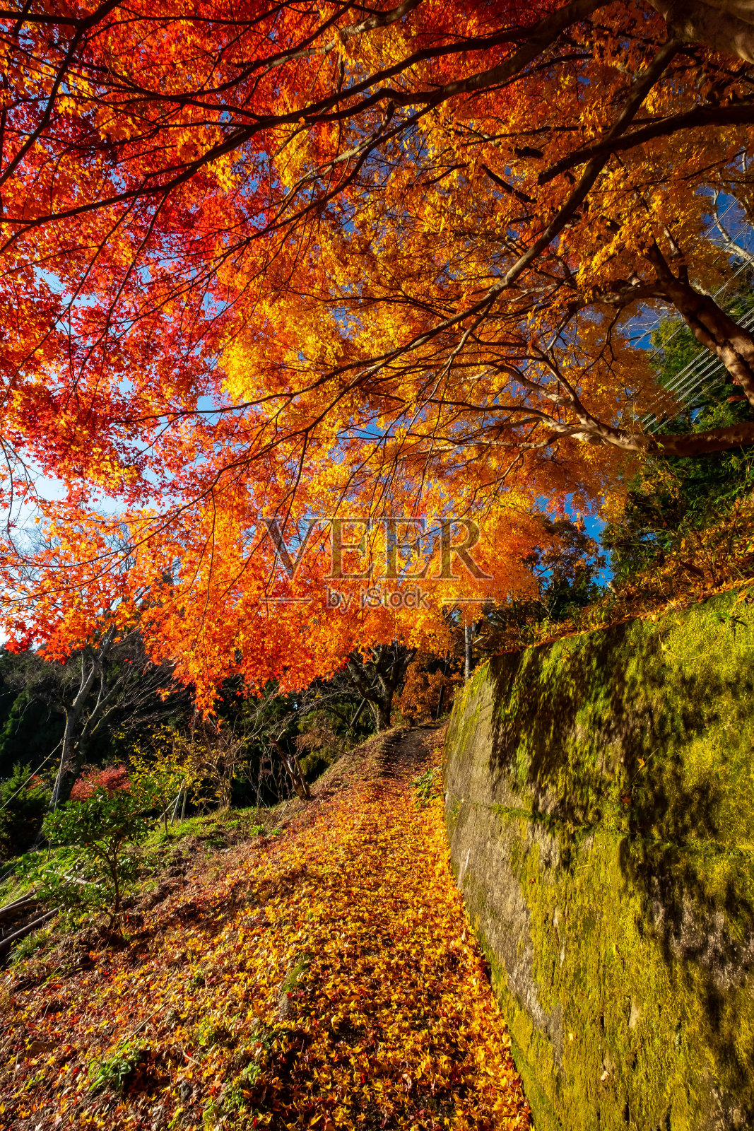 秋叶的阴影在长满苔藓的墙上和山路上照片摄影图片
