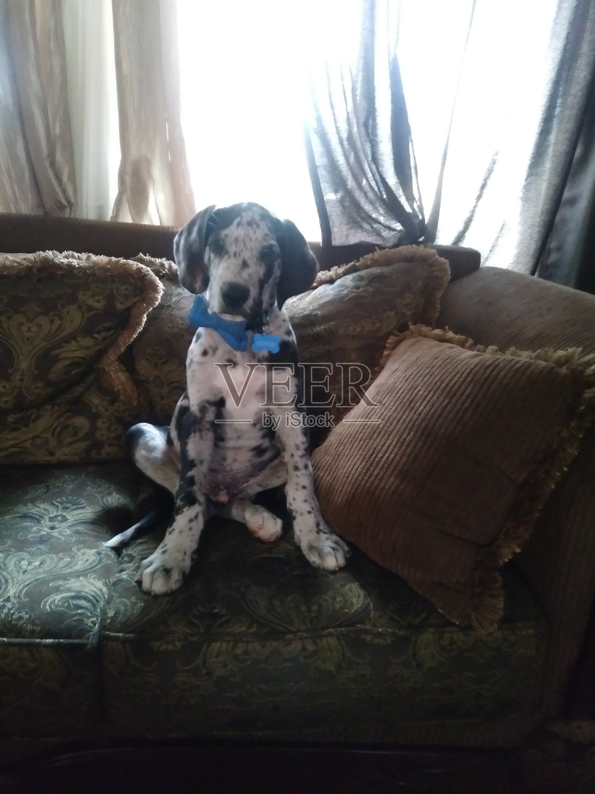 鲍伊的小狗照片摄影图片