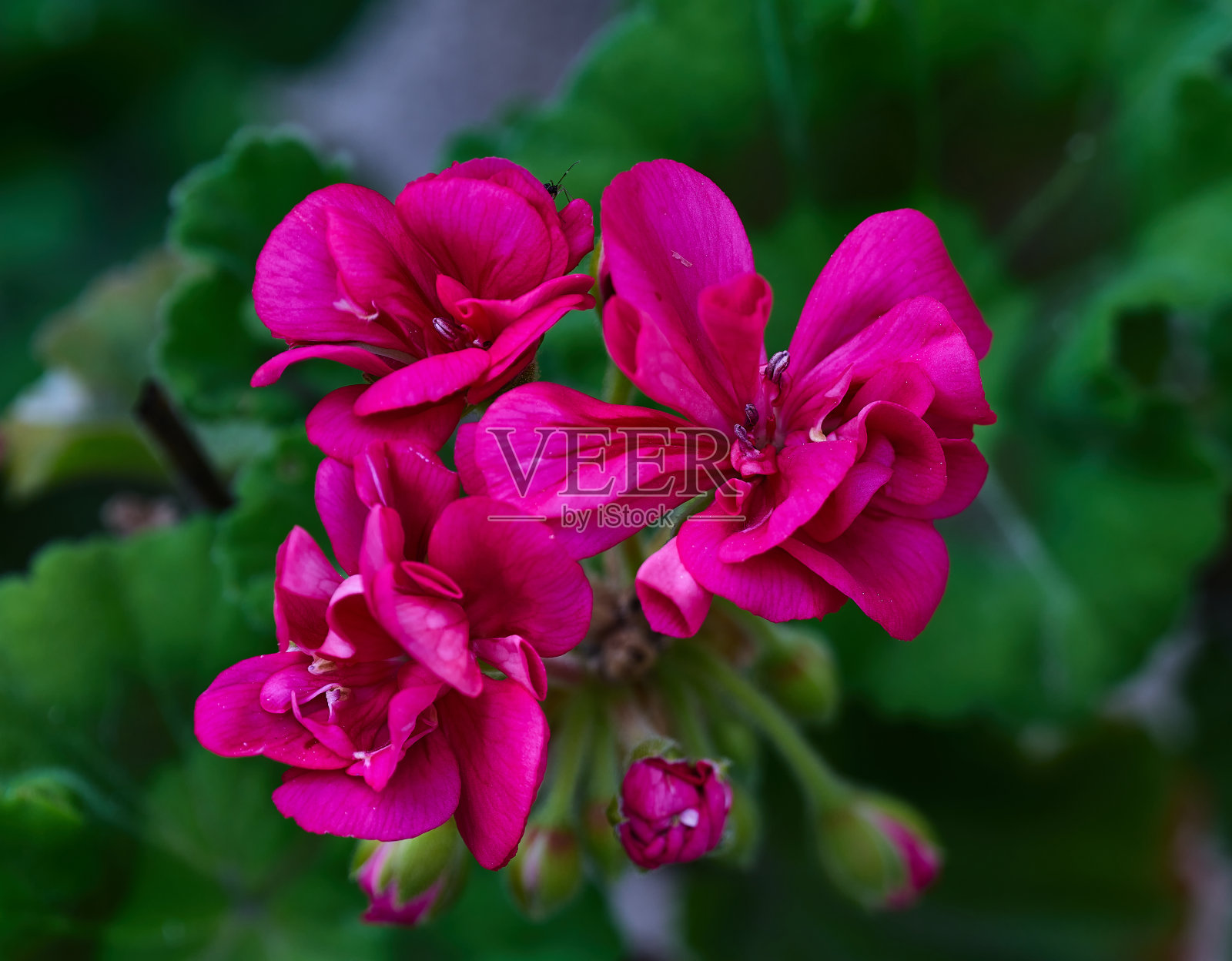 马蹄天竺葵照片摄影图片