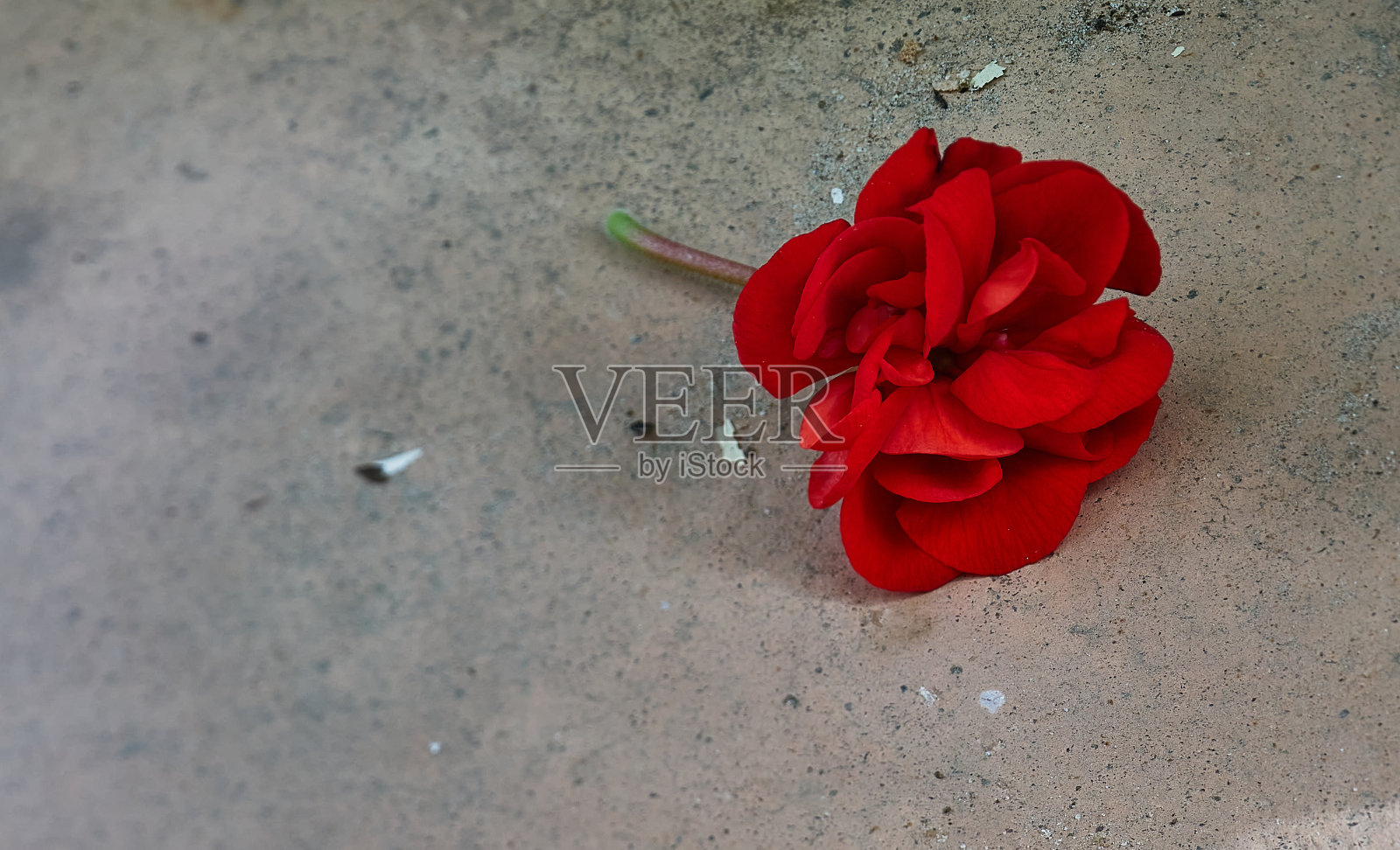 马蹄天竺葵照片摄影图片