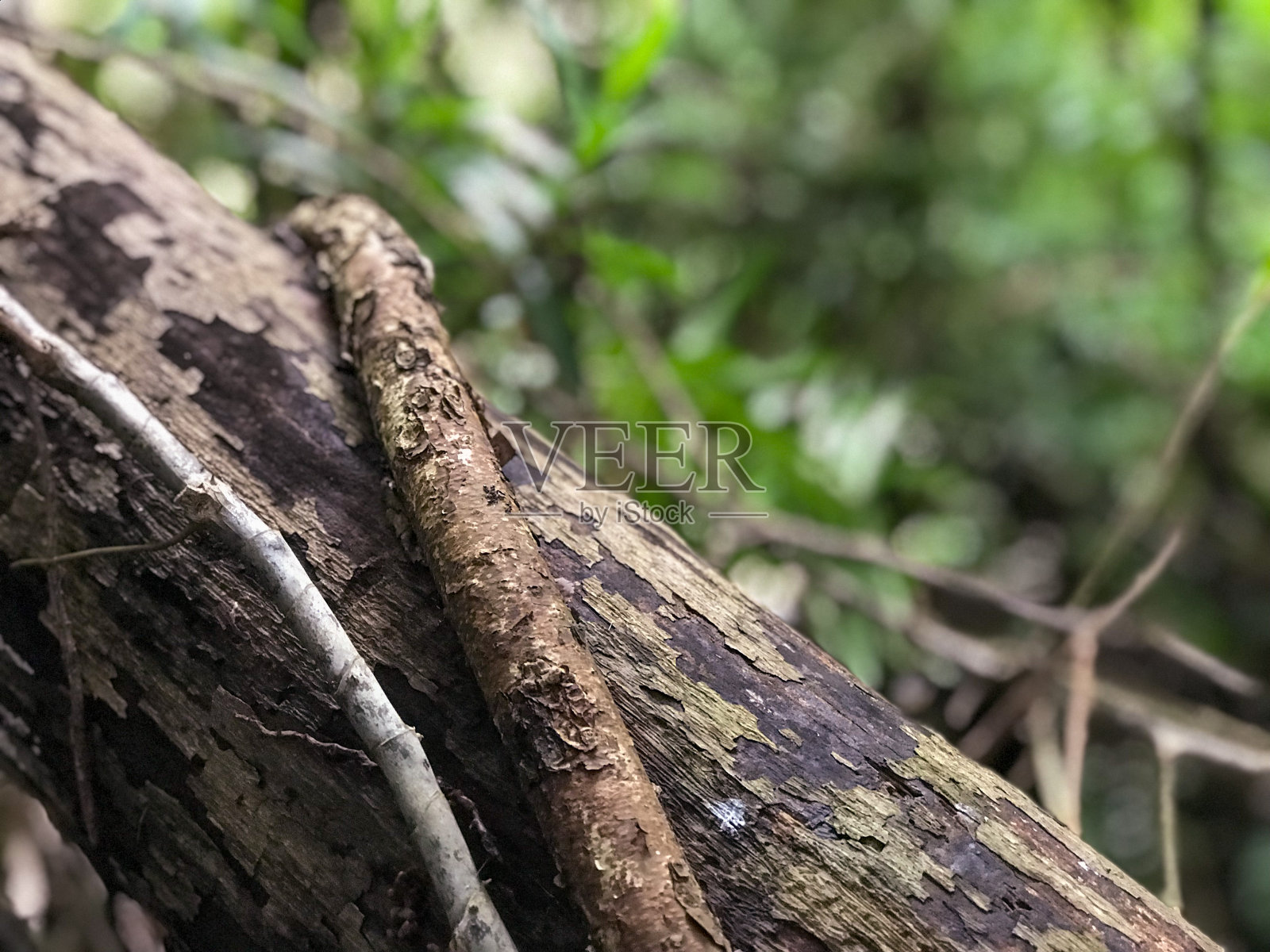 葡萄树在分支照片摄影图片