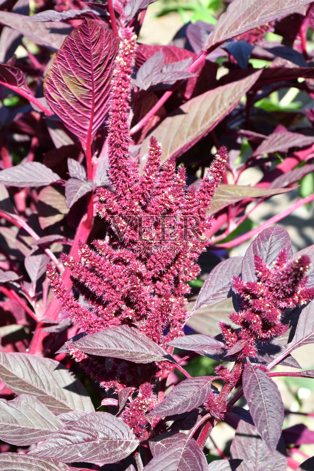 夏日花园里的苋菜花照片摄影图片