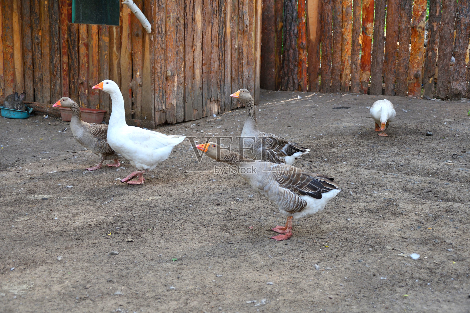 农场里的鹅照片摄影图片