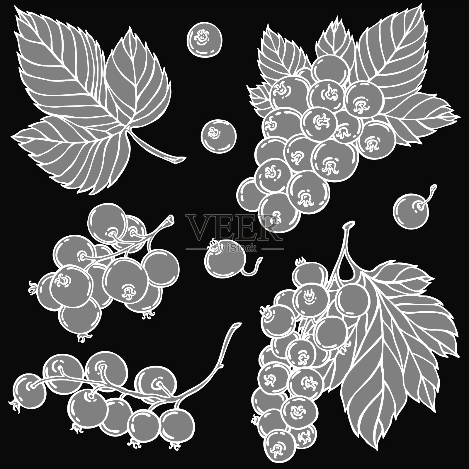 浆果红醋栗白色轮廓，插图向量插画图片素材