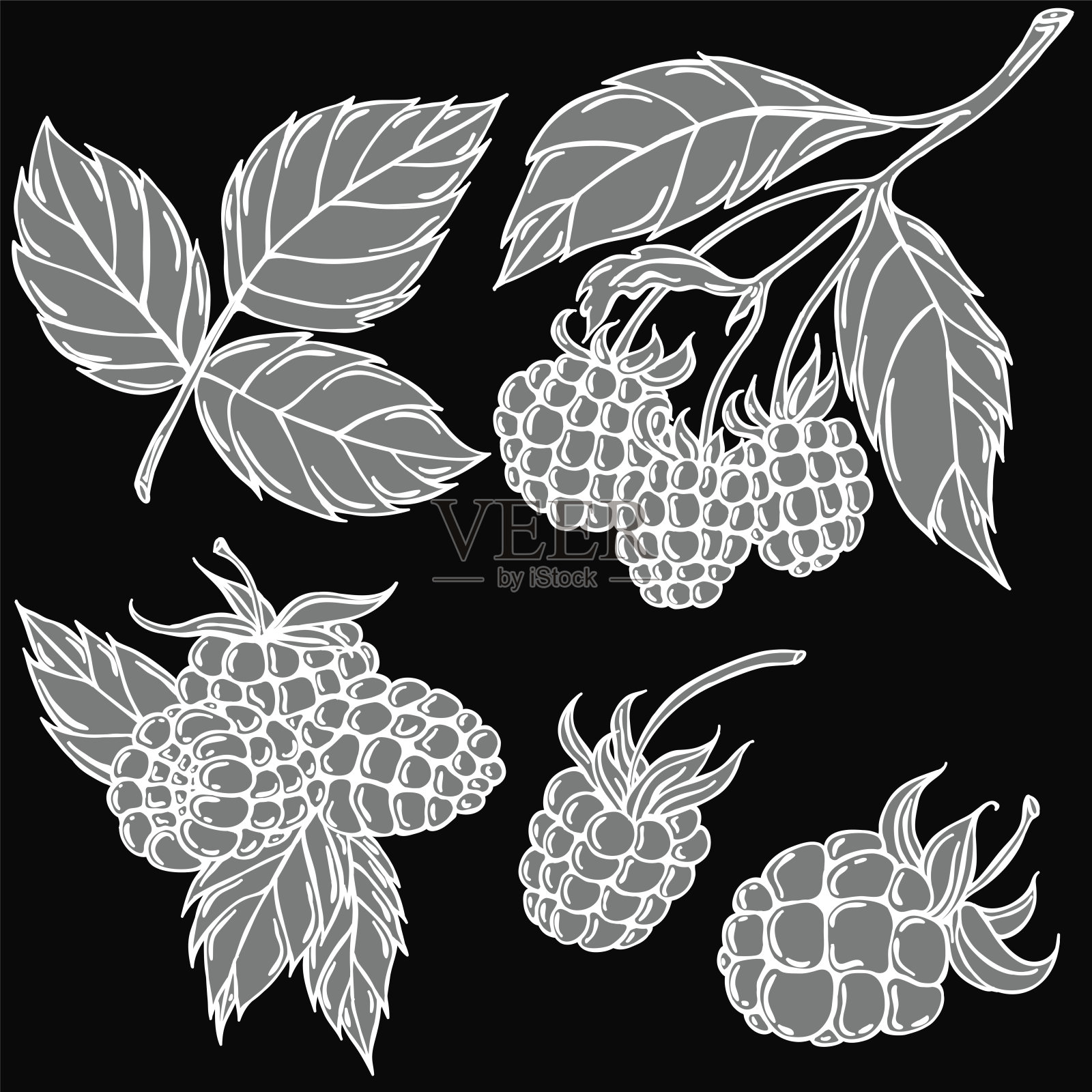 树莓莓白色轮廓，插图向量插画图片素材