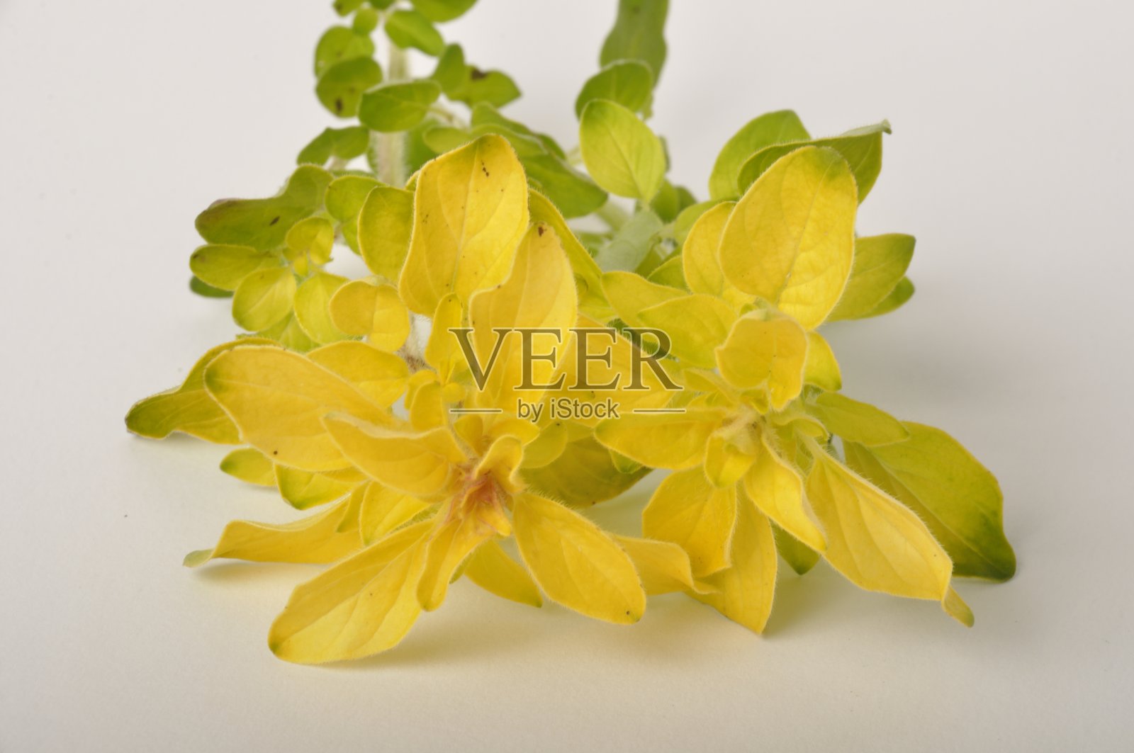 白色背景上的金色牛至照片摄影图片