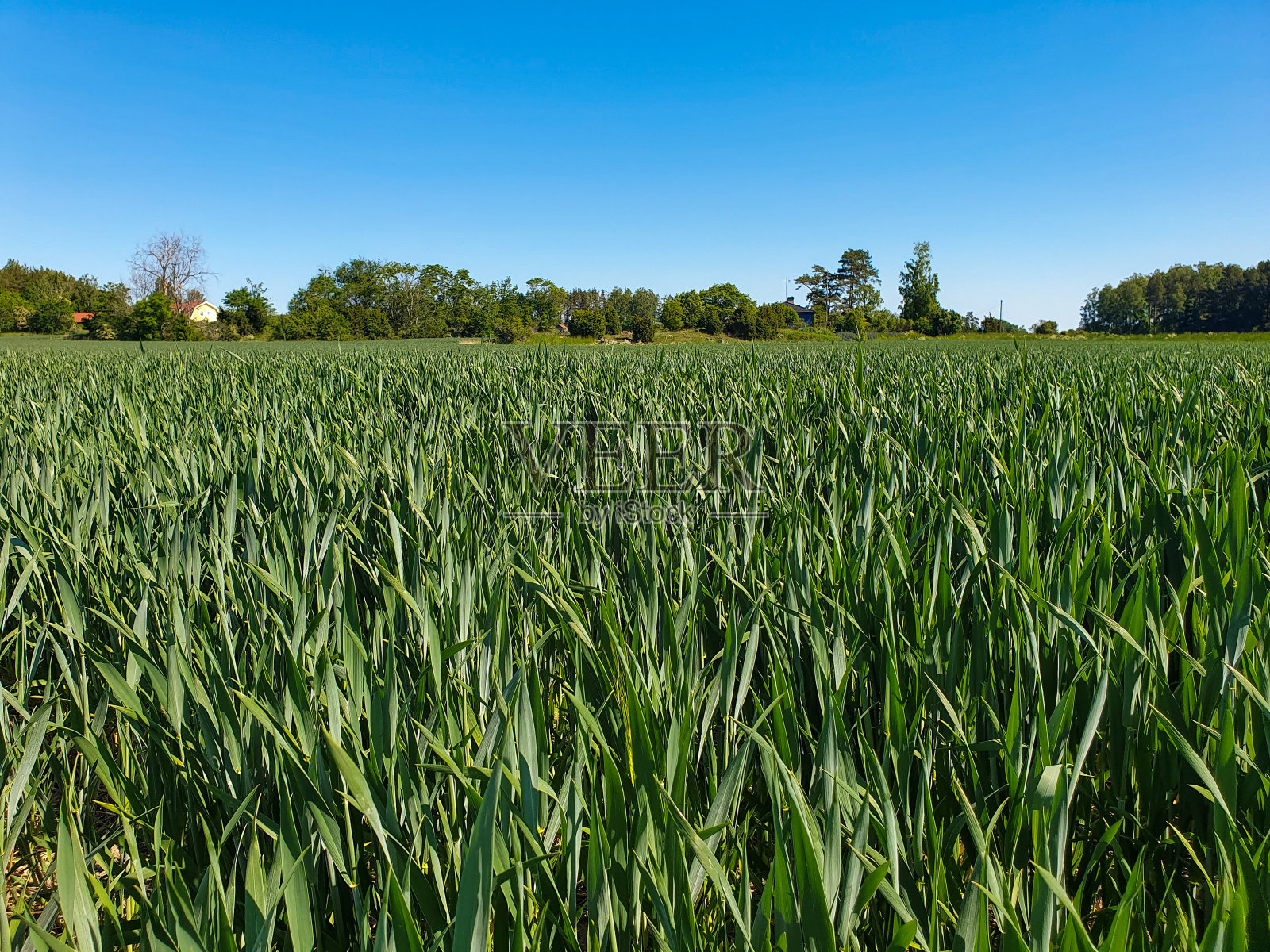 绿色的农田里有未成熟的谷物照片摄影图片