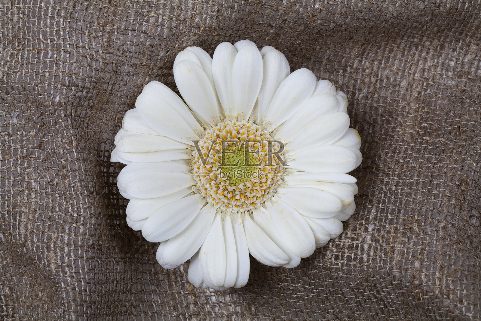 白花非洲菊在一个棕色垫子背景特写。创意的春天概念。最小的自然平坦铺设。照片摄影图片