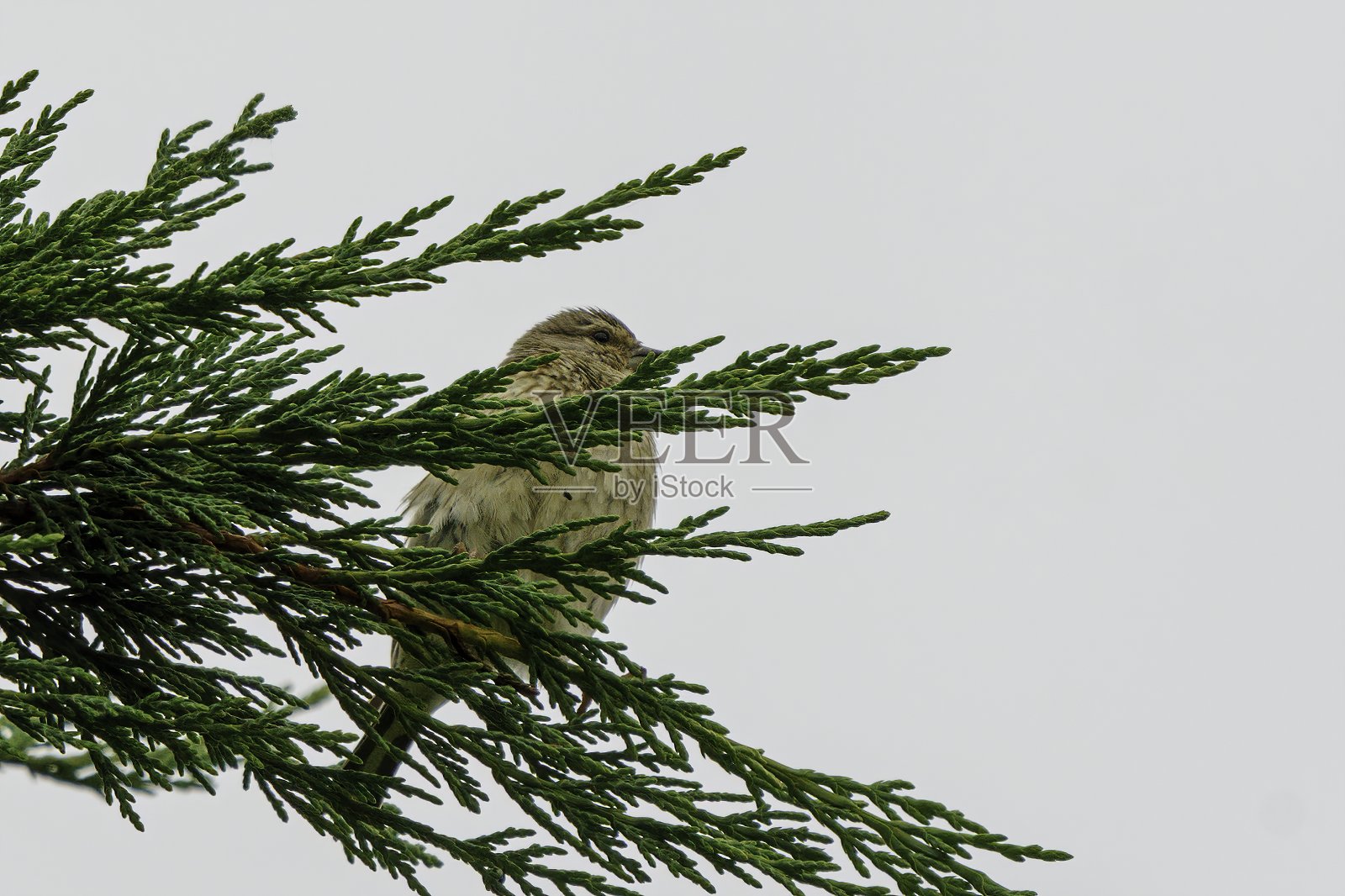 晴空下树木的低角度视图照片摄影图片