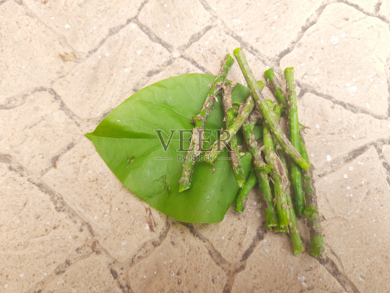 它是Tinospora cordifolia或giloy。照片摄影图片