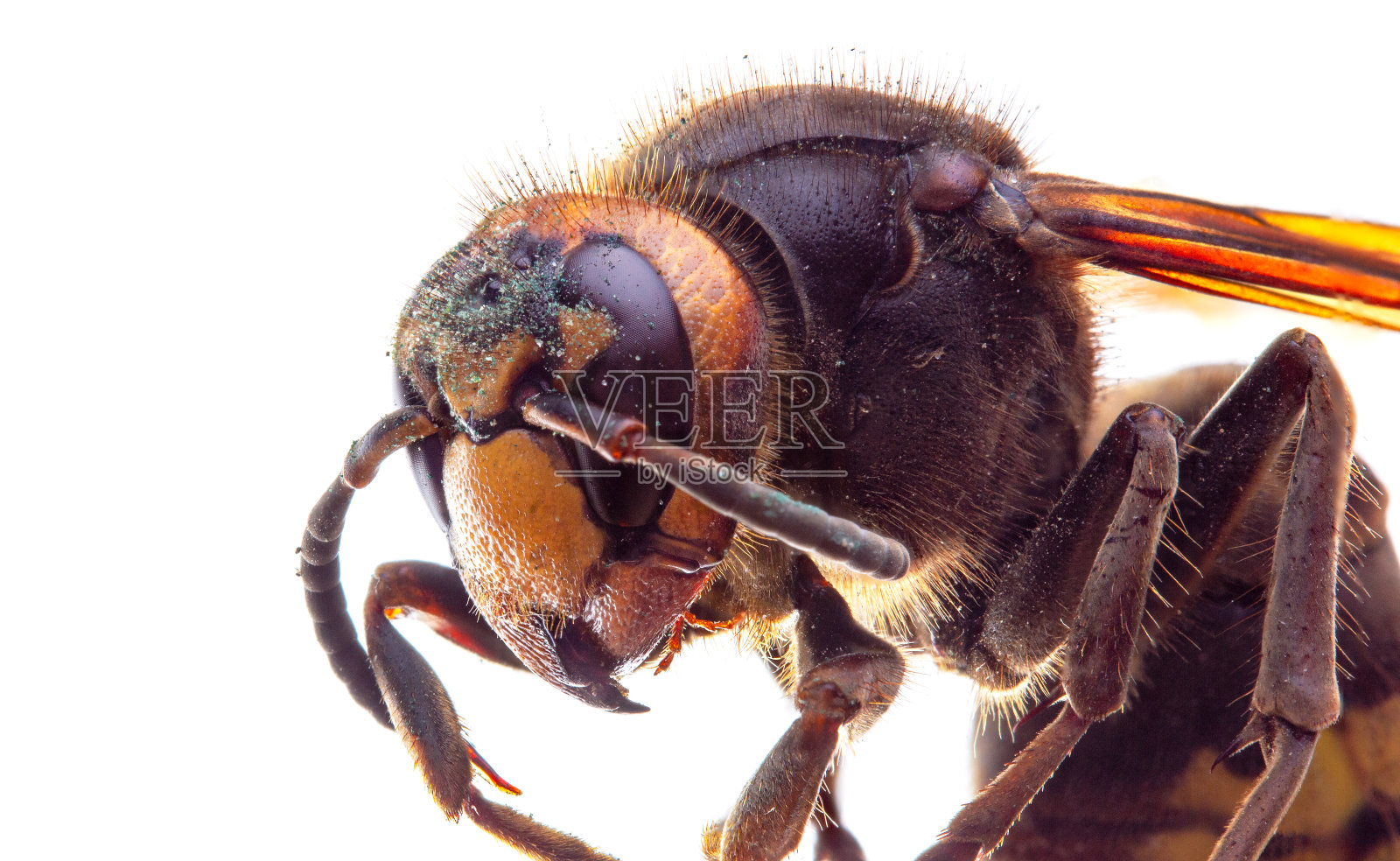 白底上的大黄蜂面对面的照片照片摄影图片