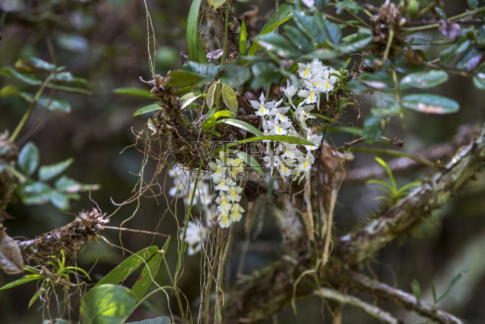 在圣埃斯皮里托的Linhares拍摄的花。巴西东南部。照片摄影图片