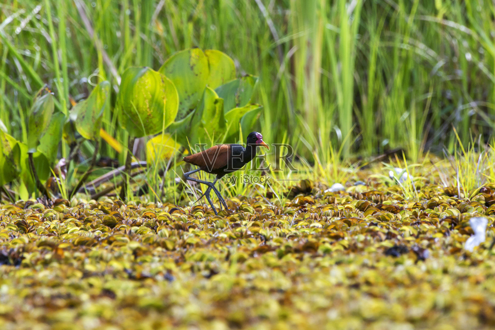 wattle Jacana在圣埃斯皮里托的Linhares拍摄。照片摄影图片