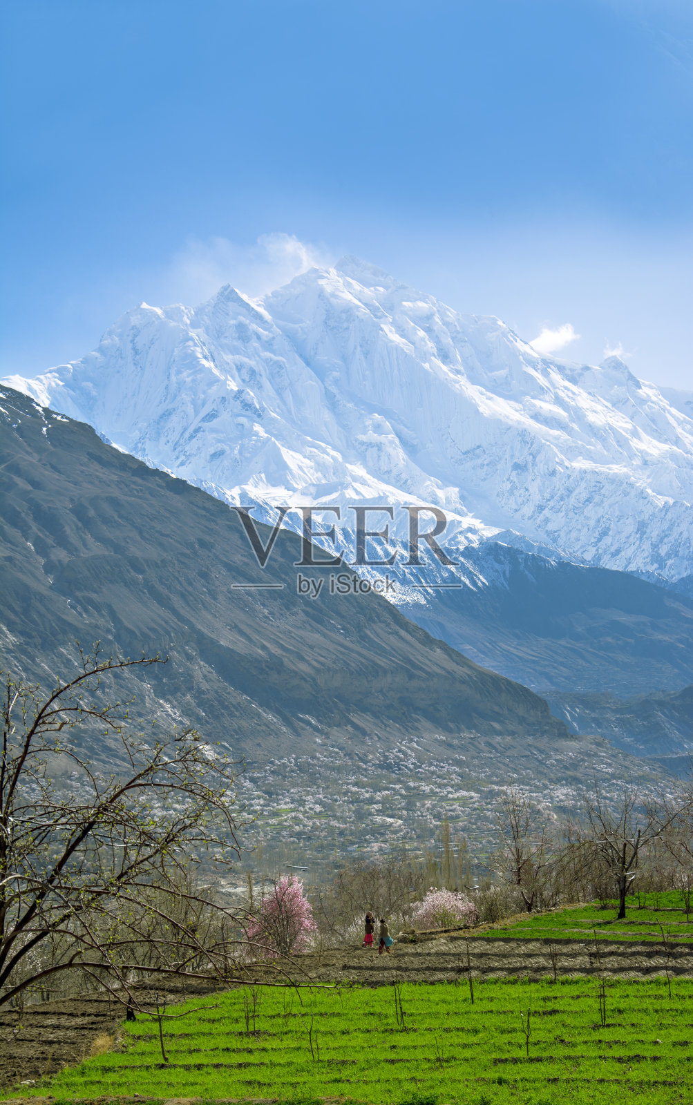 巴基斯坦的春季照片摄影图片
