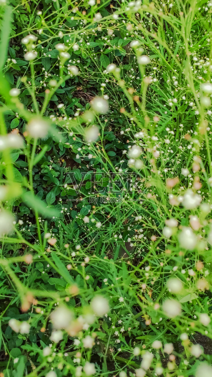 有选择性地聚焦于花下的绿叶照片摄影图片