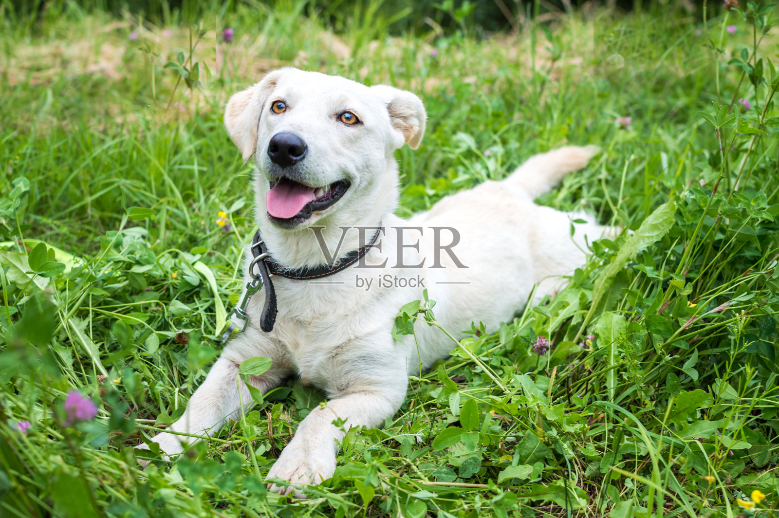 一只白色的狗躺在公园的草地上照片摄影图片