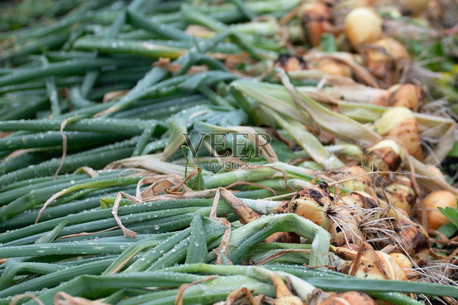 收获的洋葱躺在地上，选择性聚焦照片摄影图片