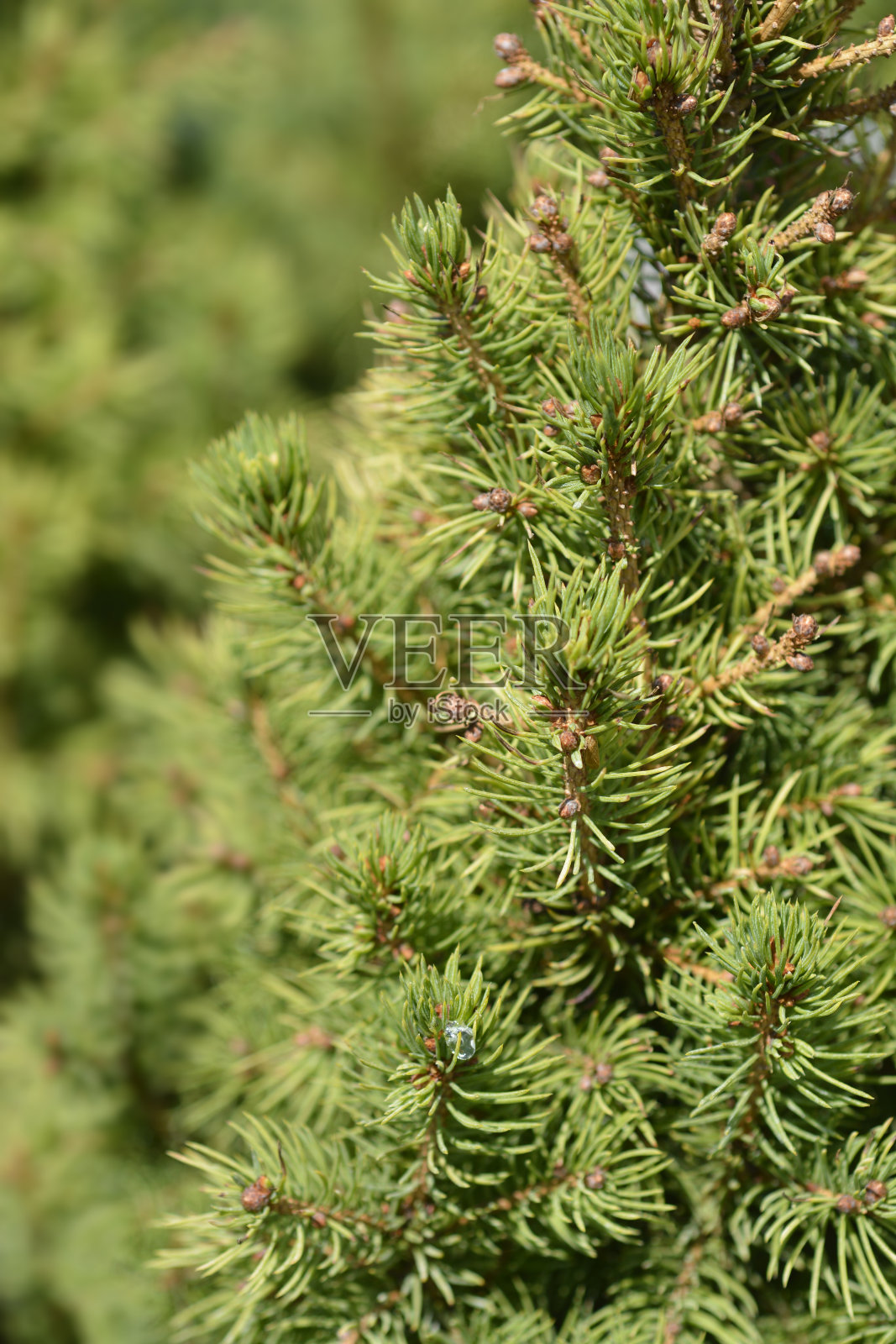 矮白云杉J.W.黛西·怀特照片摄影图片