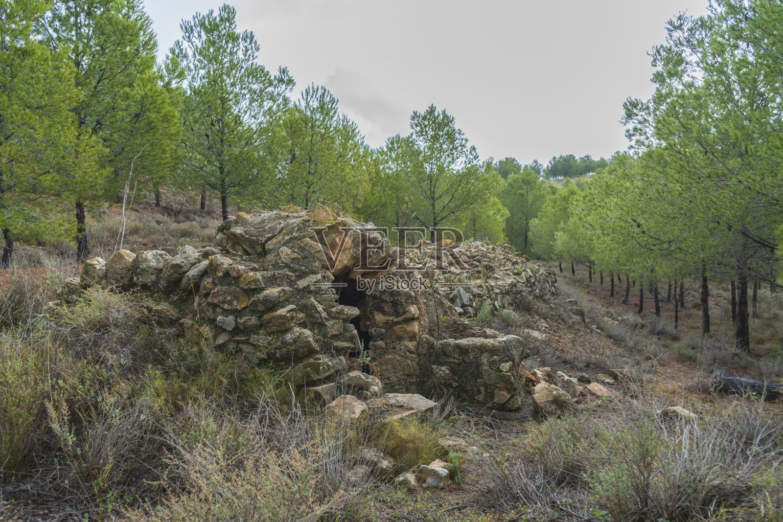 松树林中的老水池照片摄影图片