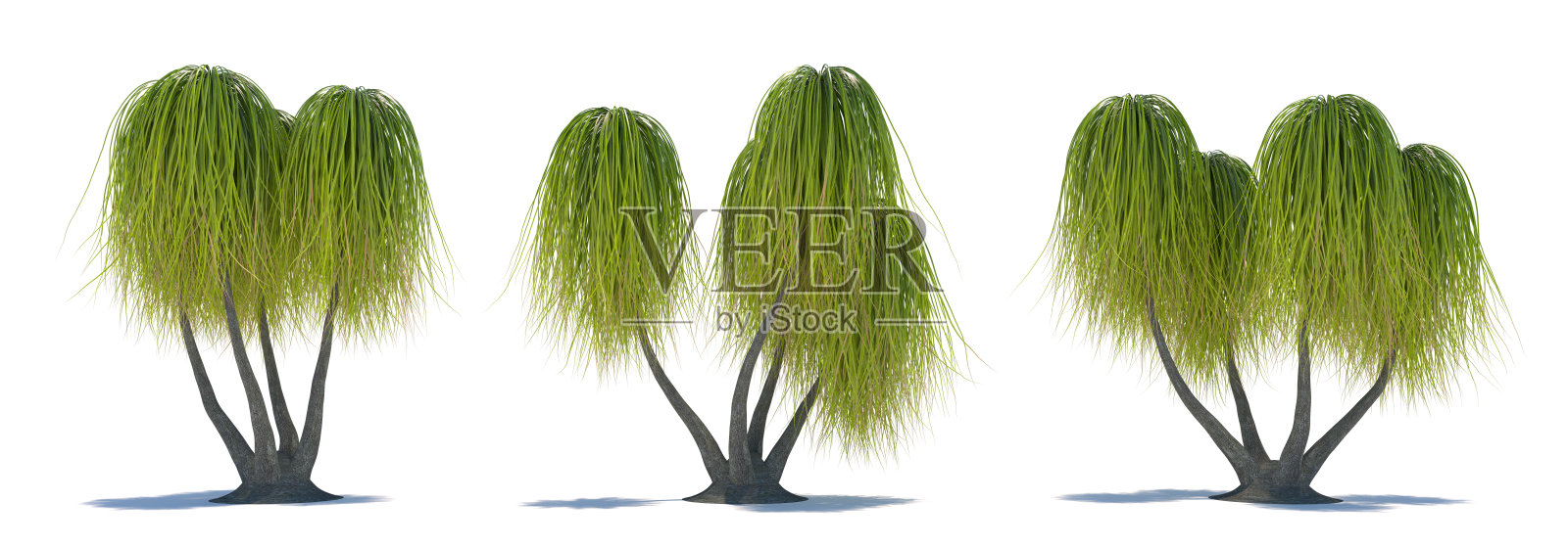 三种热带植物在白色背景上的特写照片摄影图片