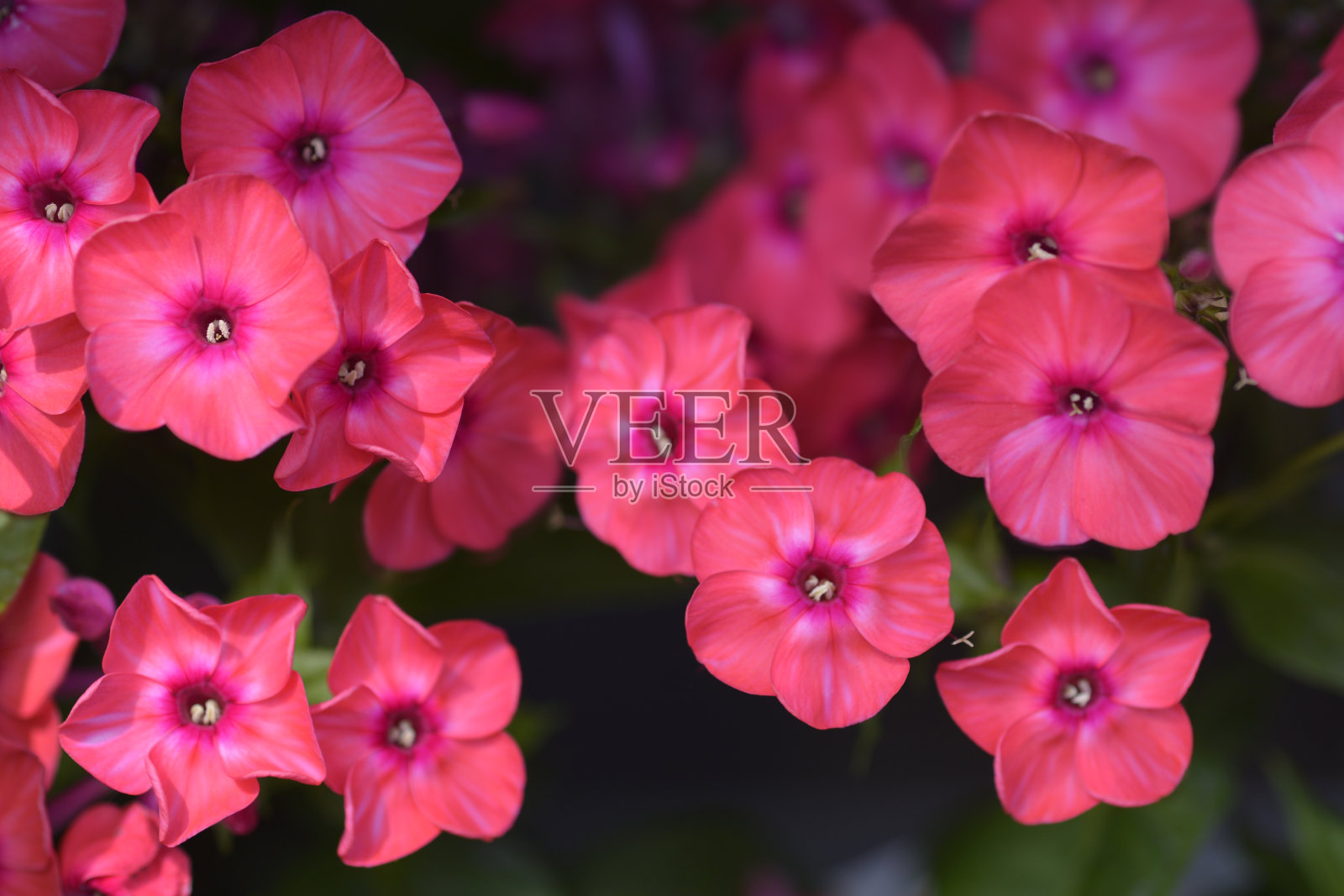 多年生夹竹桃早红照片摄影图片