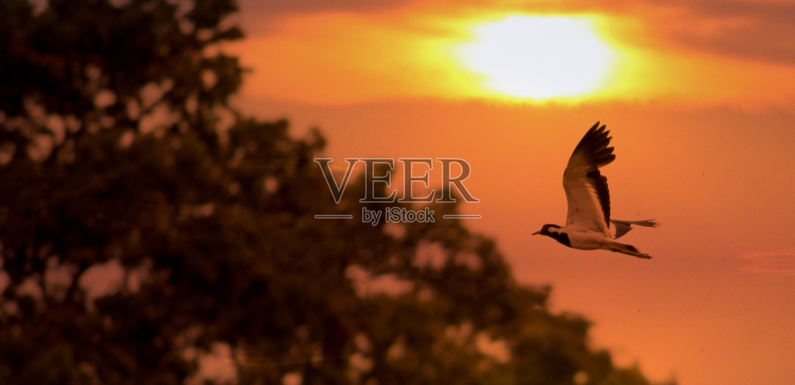 红垂田凫的照片照片摄影图片