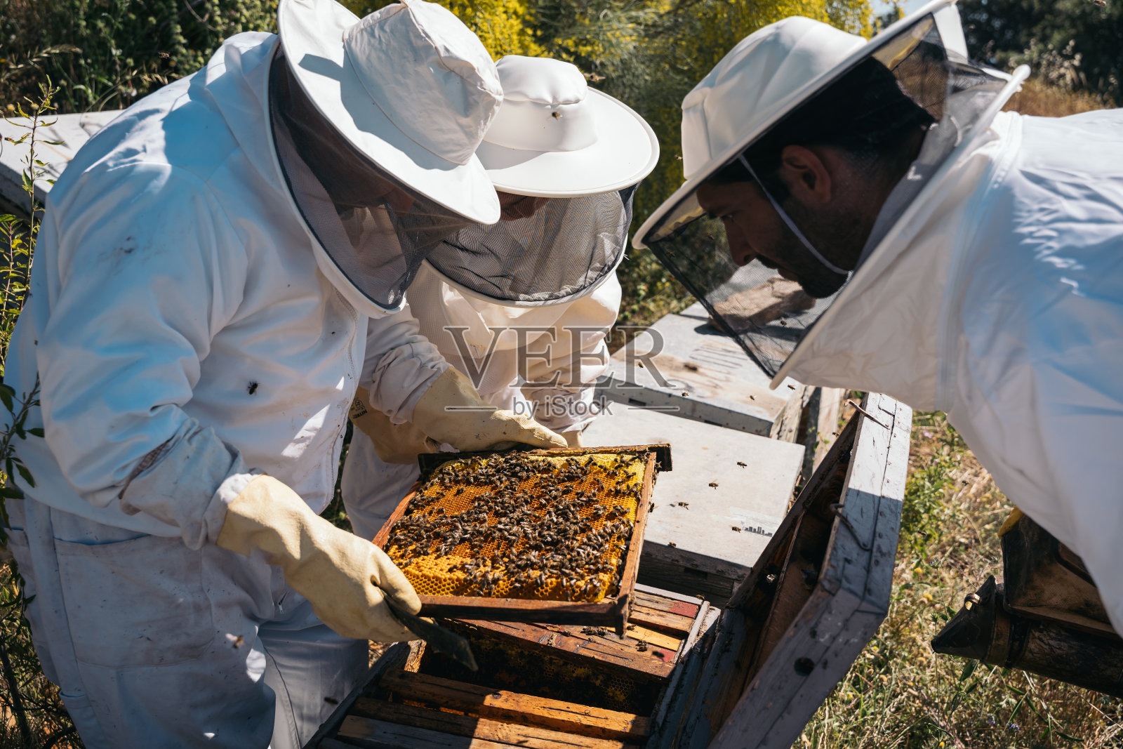 收集蜂蜜的养蜂人。有机养蜂的概念照片摄影图片