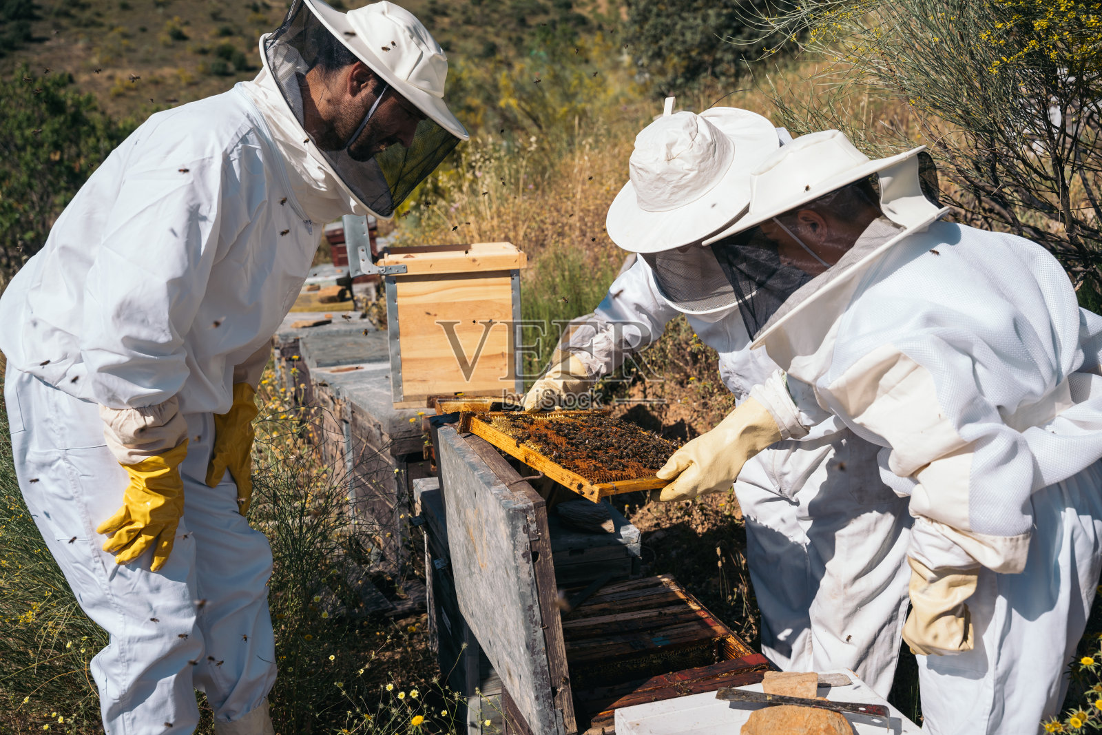 收集蜂蜜的养蜂人。有机养蜂的概念照片摄影图片