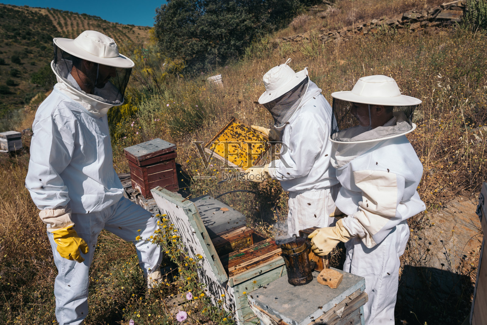 收集蜂蜜的养蜂人。有机养蜂的概念照片摄影图片