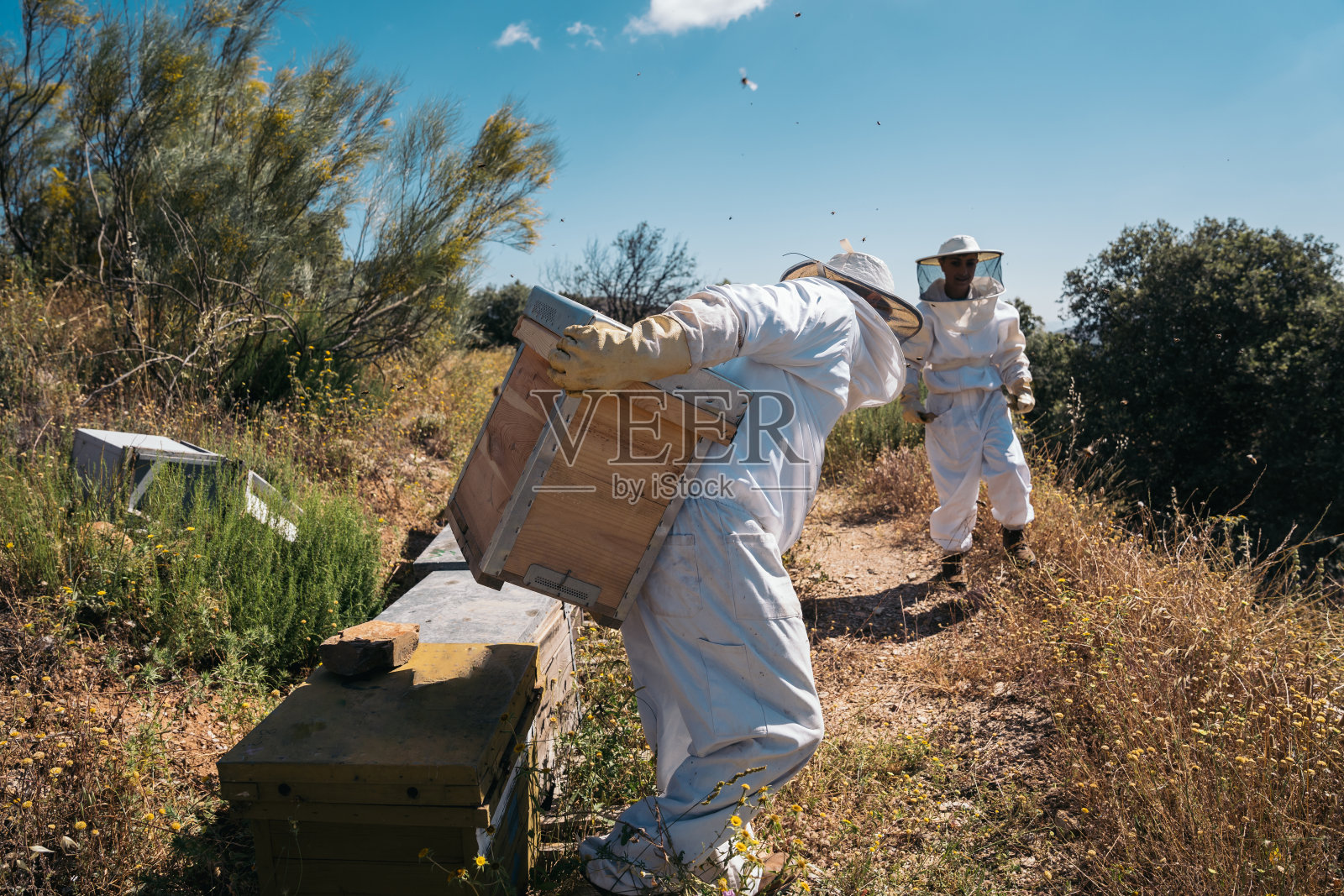 养蜂人将蜂箱背在背上采蜜。养蜂照片摄影图片