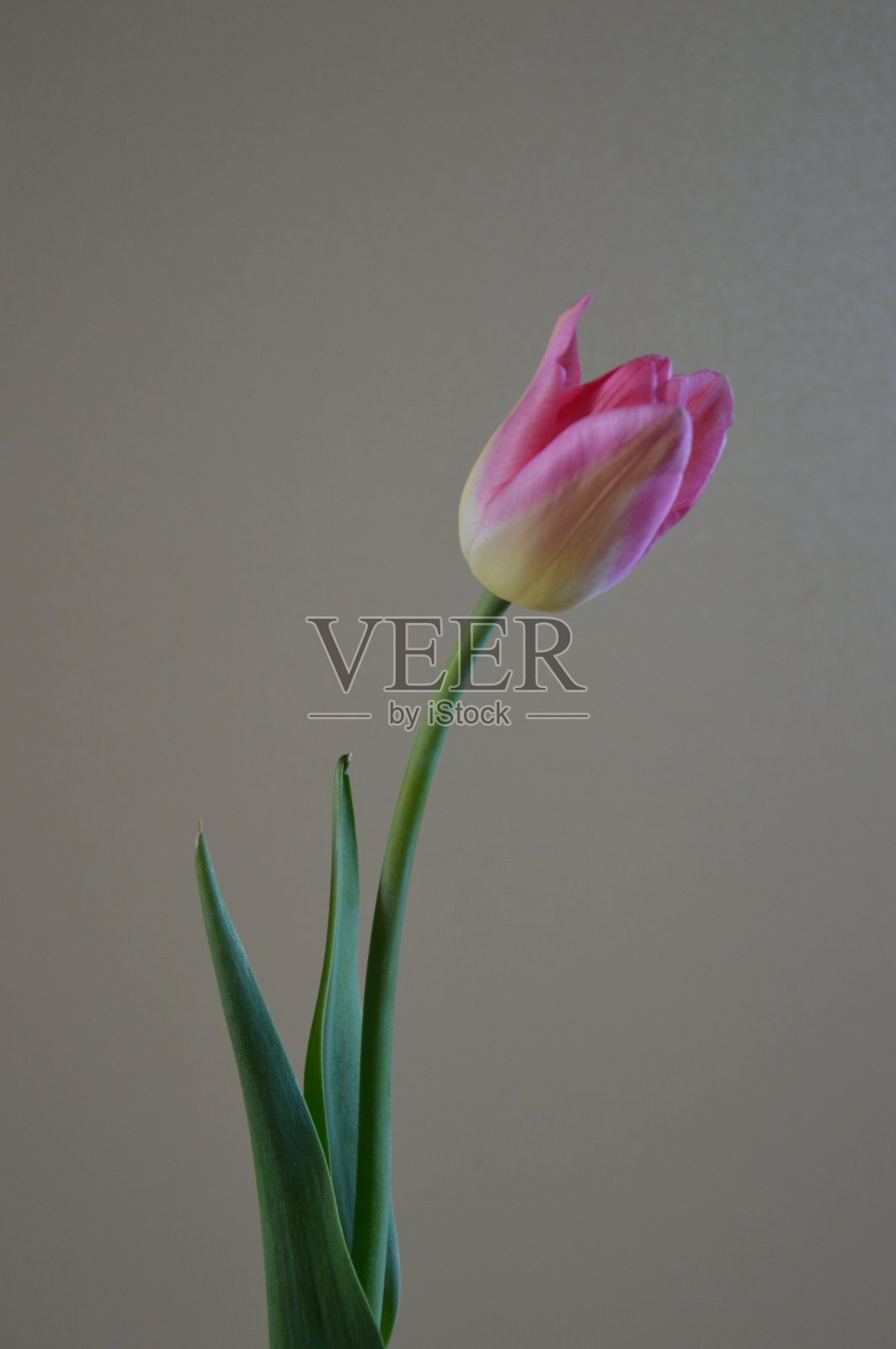 单瓣的粉黄色郁金香，直立照片摄影图片