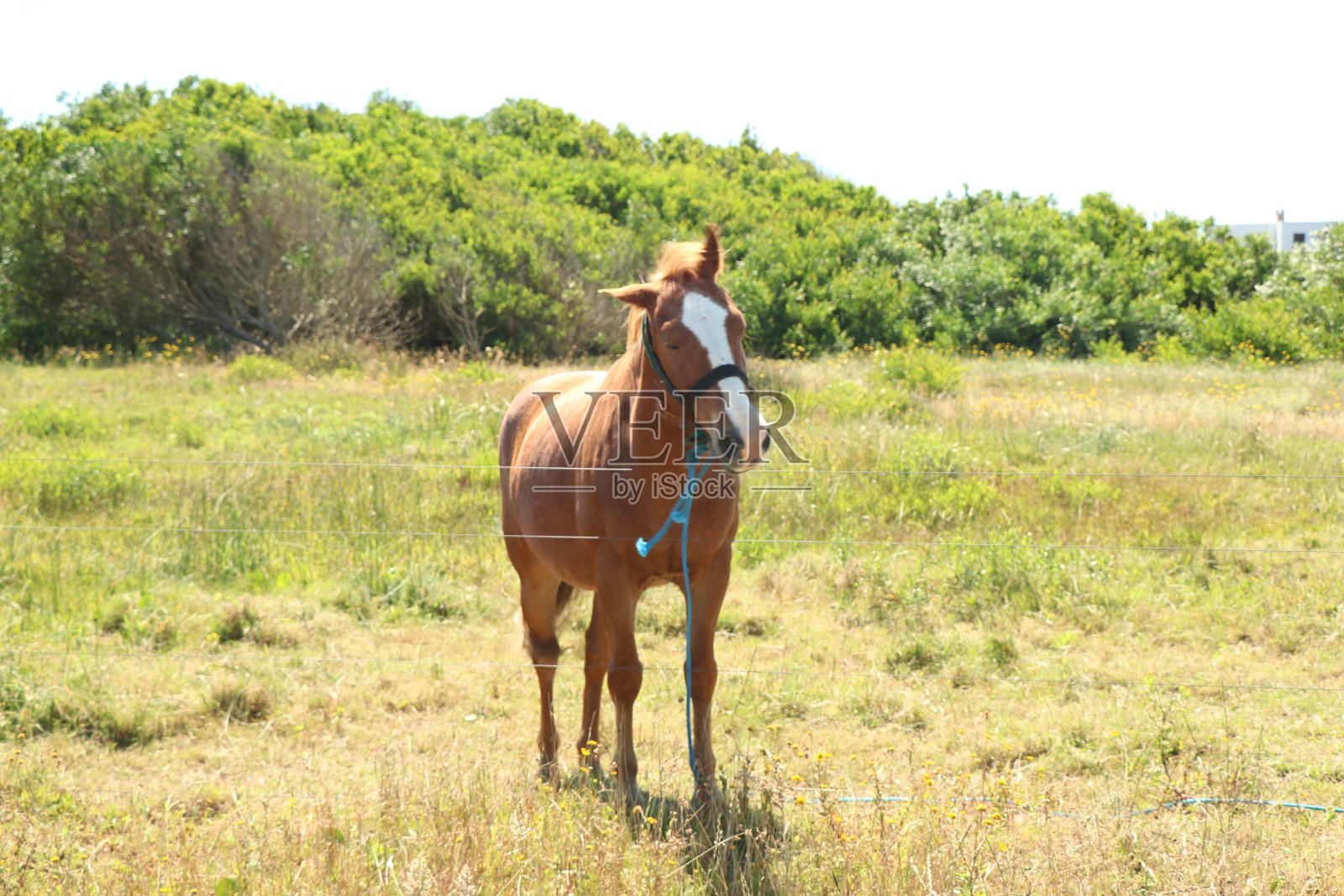 早晨阳光下的马照片摄影图片