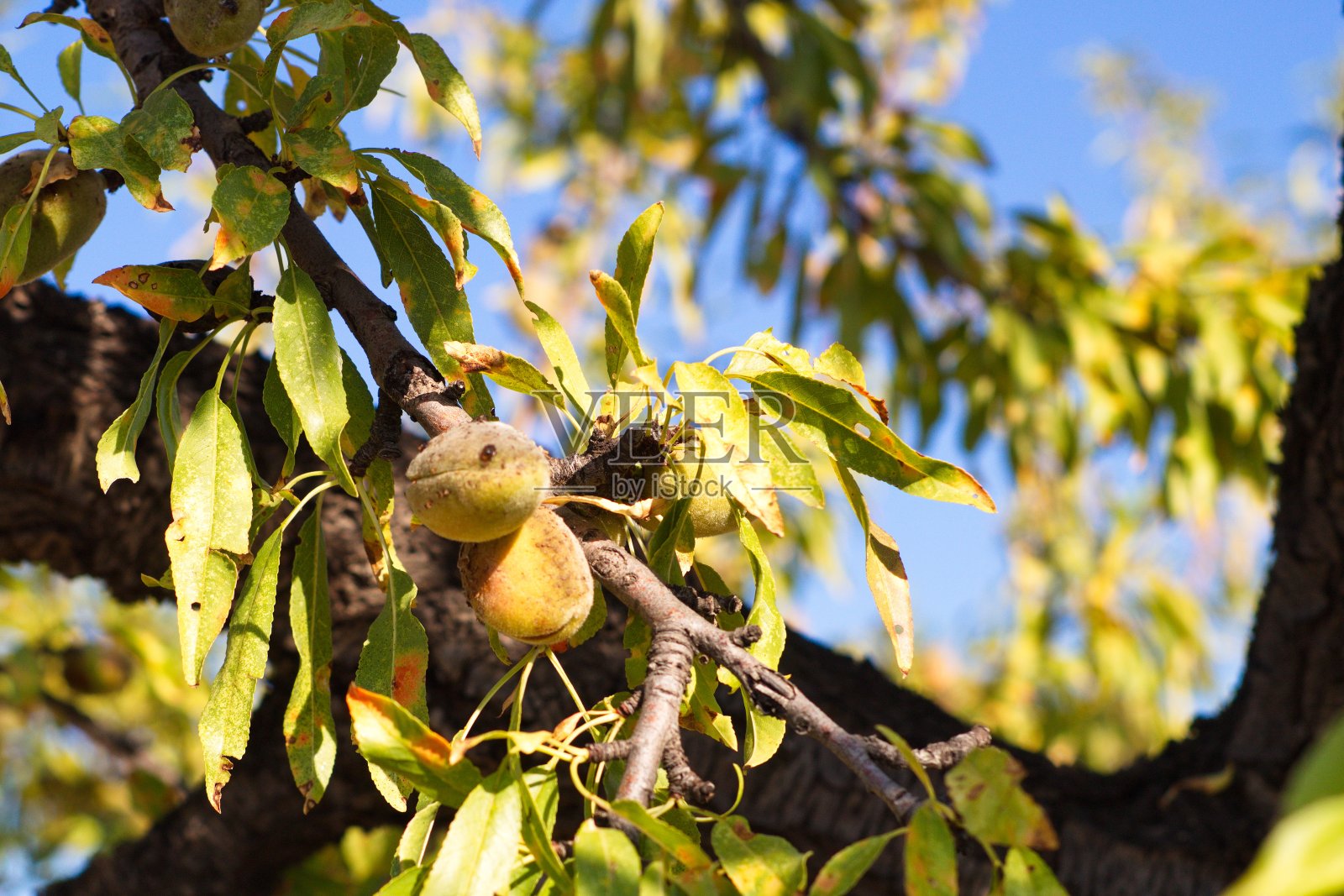 杏仁树枝和它们的果壳的特写照片摄影图片