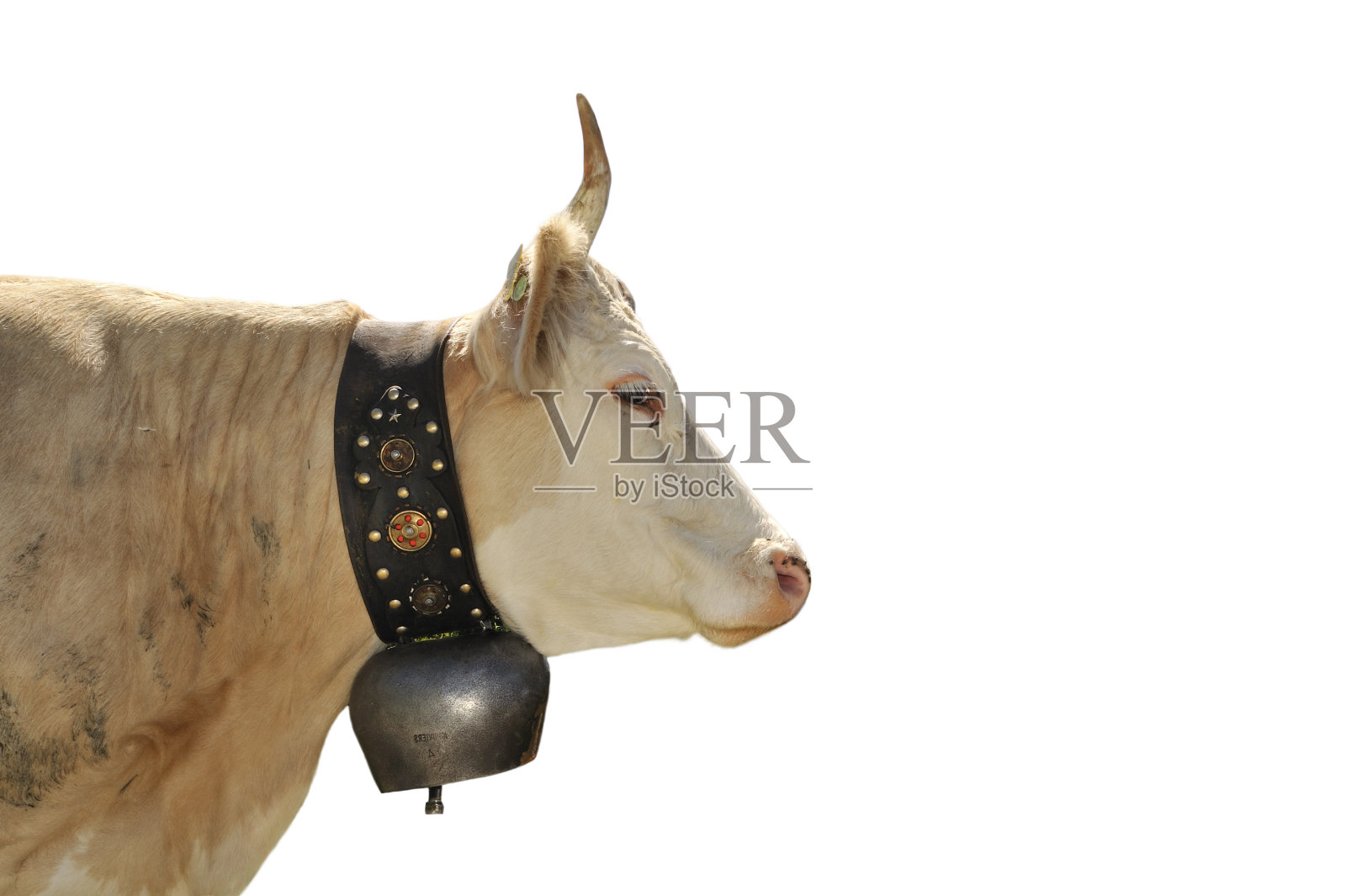 白色背景下有牛铃的高山牛(小牛牛)照片摄影图片