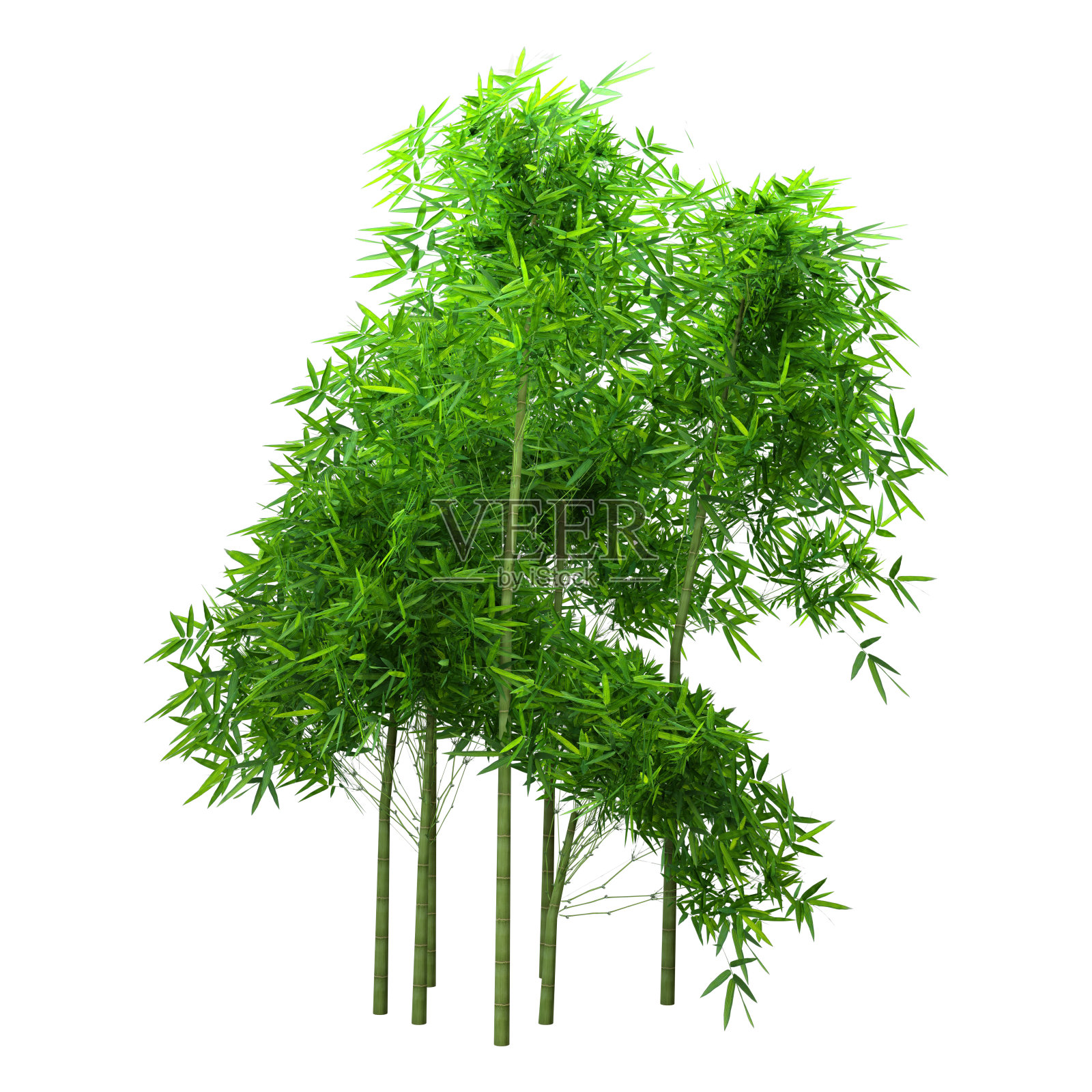 3D插图竹树在白色照片摄影图片