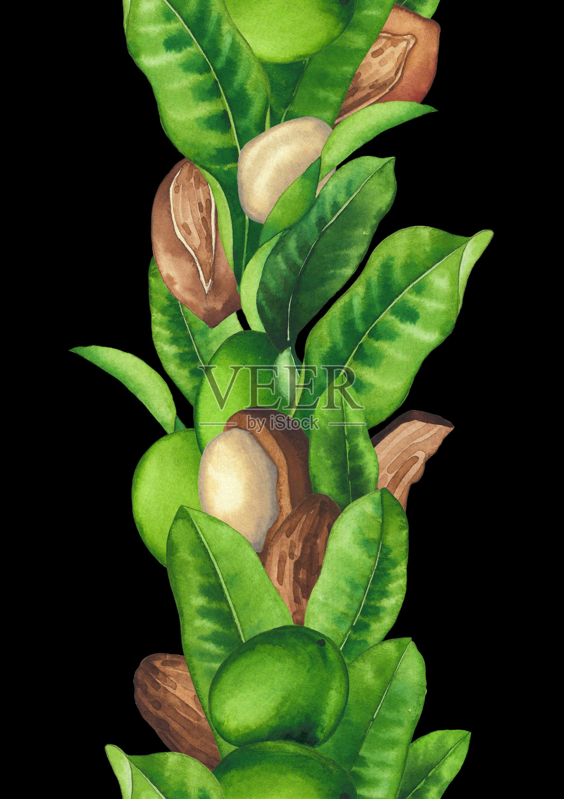 水彩乳木果和树叶。手绘重复边框插画图片素材