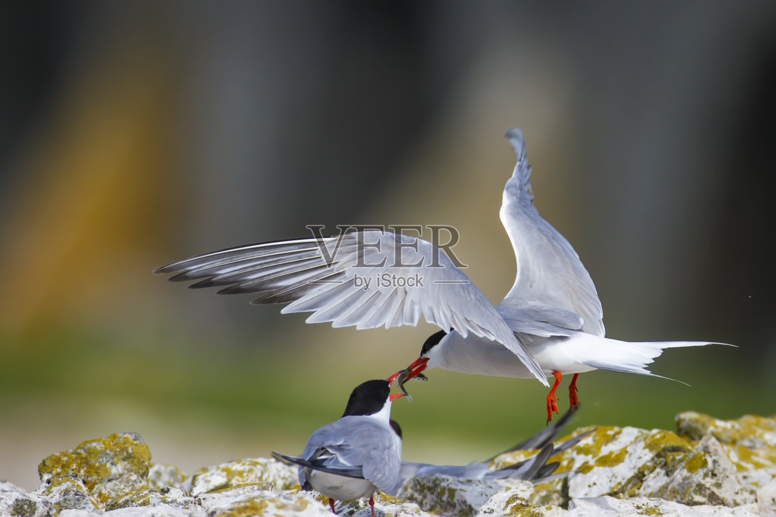 普通燕鸥正在喂养它的家人。自然背景和鸟巢。鸟:常见的燕鸥。胸骨hirundo。照片摄影图片