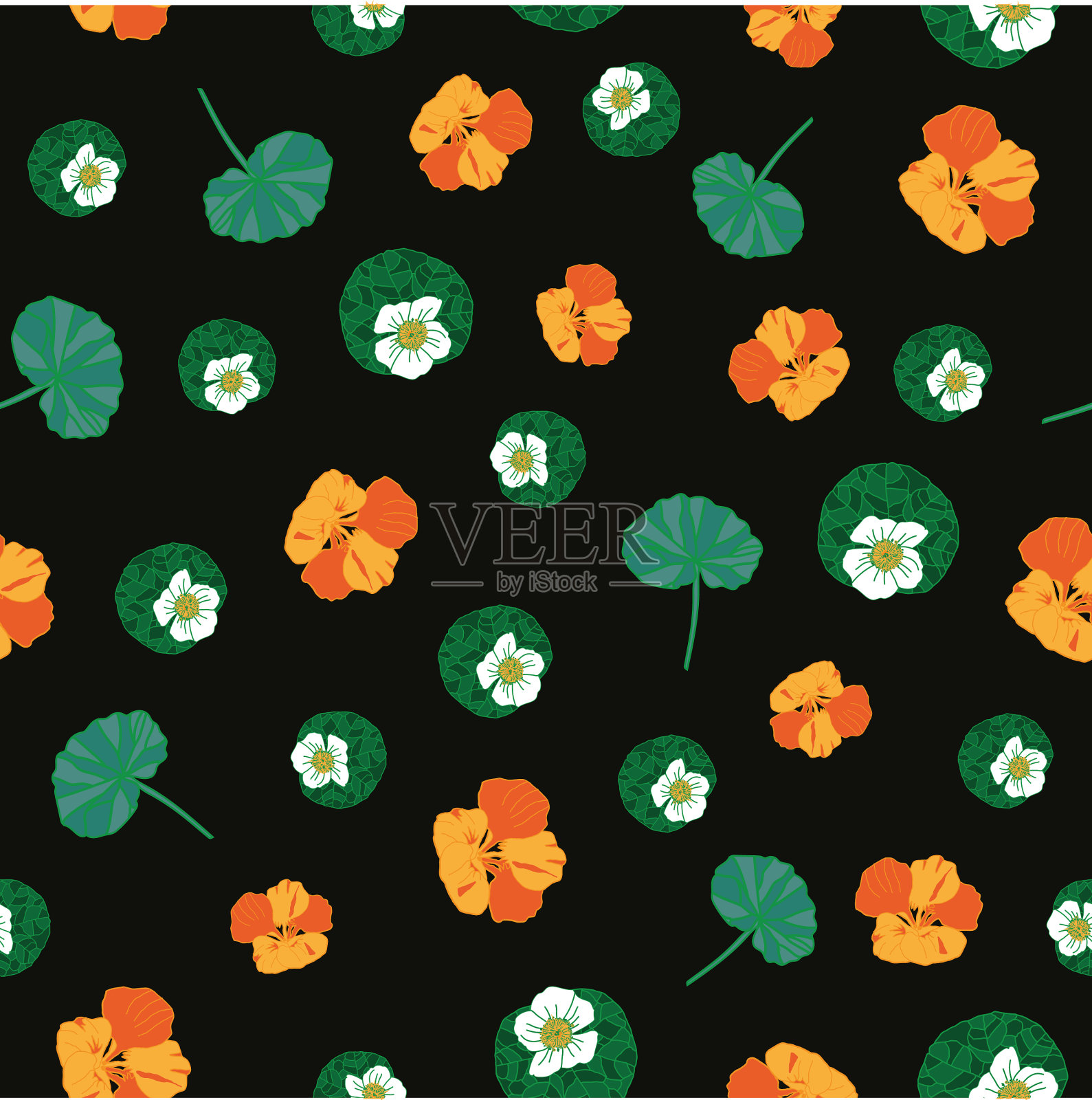 旱金莲花开得天衣无缝插画图片素材