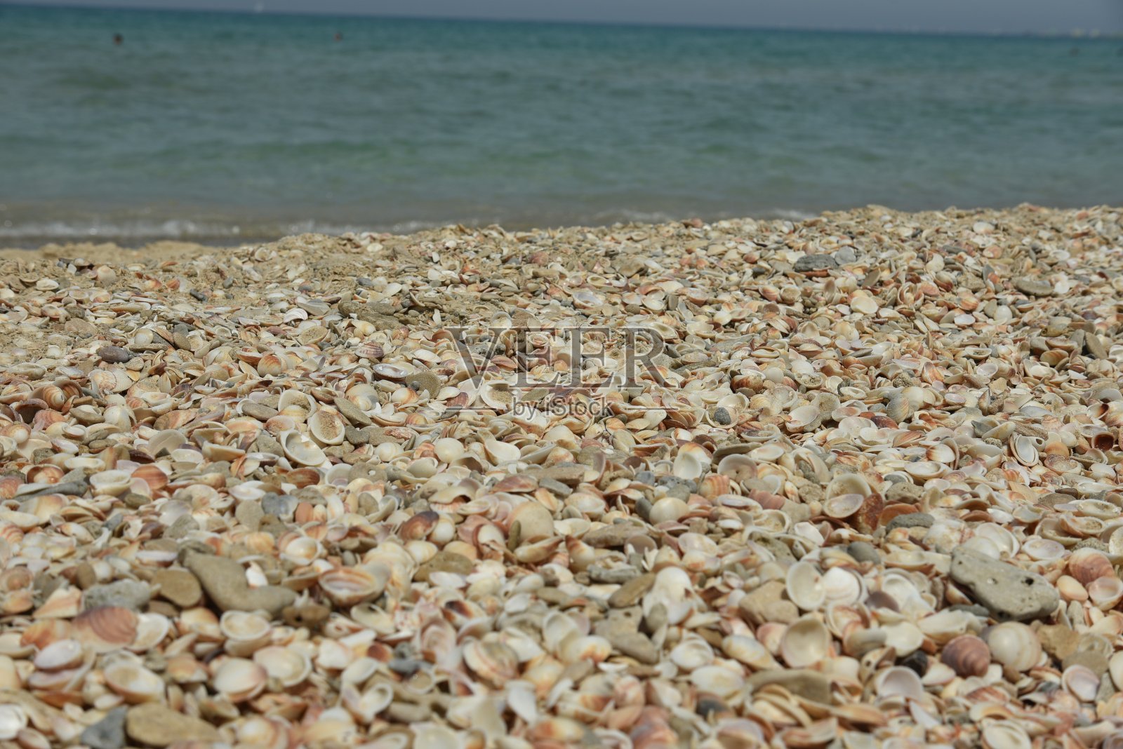 沙滩上的贝壳和海星照片摄影图片